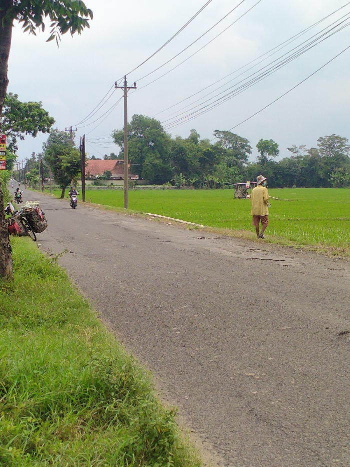This media file depicts a rural road scene in Kecamatan Kebakkramat, Indonesia, on an overcast day. A paved road, appearing slightly worn in places, cuts through the middle of the frame, leading into the distance. To the left, a strip of green grass borders the road, with a tree trunk visible in the immediate foreground. A red and white sign, partially obscured, is attached to a pole on the far left, displaying text that includes "SASI" and "BERAS".
On the right side of the road, a man walks away from the viewer, heading down the road parallel to a lush, bright green rice field. He is dressed in a light-colored long-sleeved shirt, shorts, a hat, and what appears to be a face mask. He carries a long stick or tool over his right shoulder. Within the rice field, closer to the distant tree line, a small, rustic wooden shack or shelter stands.
In the background, beyond the rice fields and trees, a house with a distinct terracotta-colored roof is visible. Several utility poles with numerous power lines stretch across the frame, following the path of the road. Further down the road, two motorcyclists can be seen riding, and another motorcycle, possibly a delivery bike with baskets attached, is leaning against a tree on the left side of the road. The sky is largely white and cloudy, suggesting a bright but overcast daytime. The scene portrays a typical agricultural landscape and daily life in a rural Indonesian area.