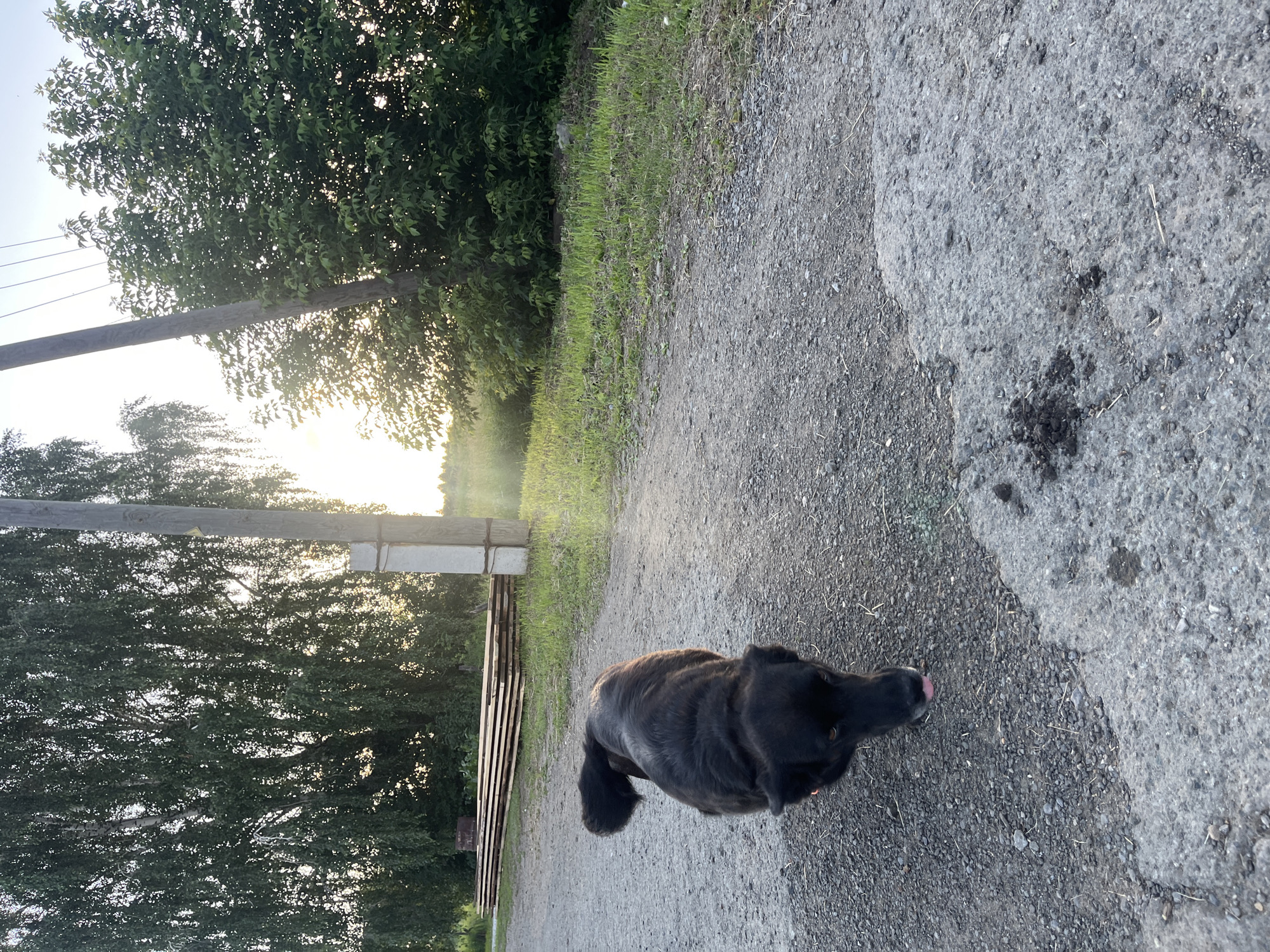 The image captures a black dog walking on a gravel and asphalt path in Бруснятское, Russia. The dog is in the foreground, facing the camera with its tongue slightly out. In the background, there are trees, utility poles, and a stack of lumber. The sun is setting, casting a warm glow on the scene. The environment appears to be rural, with vegetation and unpaved surfaces.