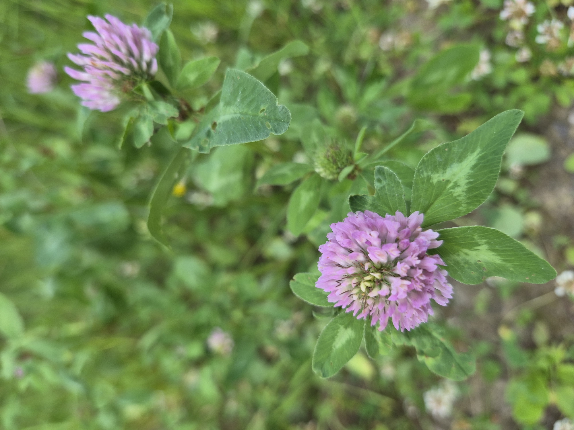 The image is a close-up shot of two pink clover flowers in a field of green grass. The flower in the foreground is in focus, displaying its intricate petals and clover leaves. The background is softly blurred, with hints of other clover flowers and green foliage. The scene appears to be a natural outdoor setting, possibly a park or a meadow. There are no people or animals visible in the image. The overall impression is one of natural beauty and tranquility. The image does not contain any information about the city of Nyagan, Russia.