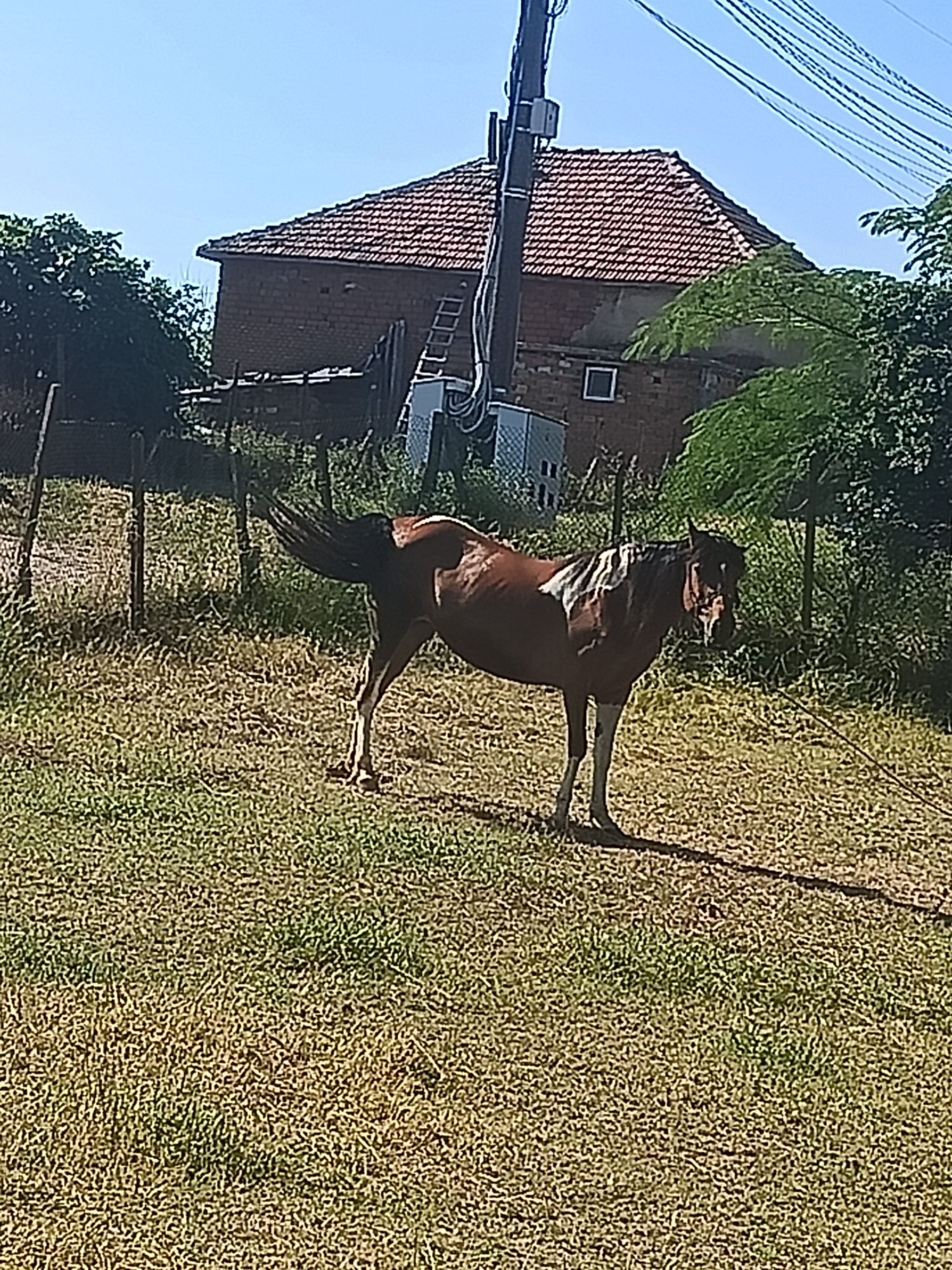 A brown and white horse stands in a grassy field. The horse is facing left and its tail is swishing. Behind the horse is a brick building with a red tile roof. There is a ladder leaning against the side of the building. A utility pole with wires is visible to the left of the building. Trees and bushes are in the background. The scene is illuminated by sunlight, suggesting it is daytime. The location is in Mizia, Bulgaria.