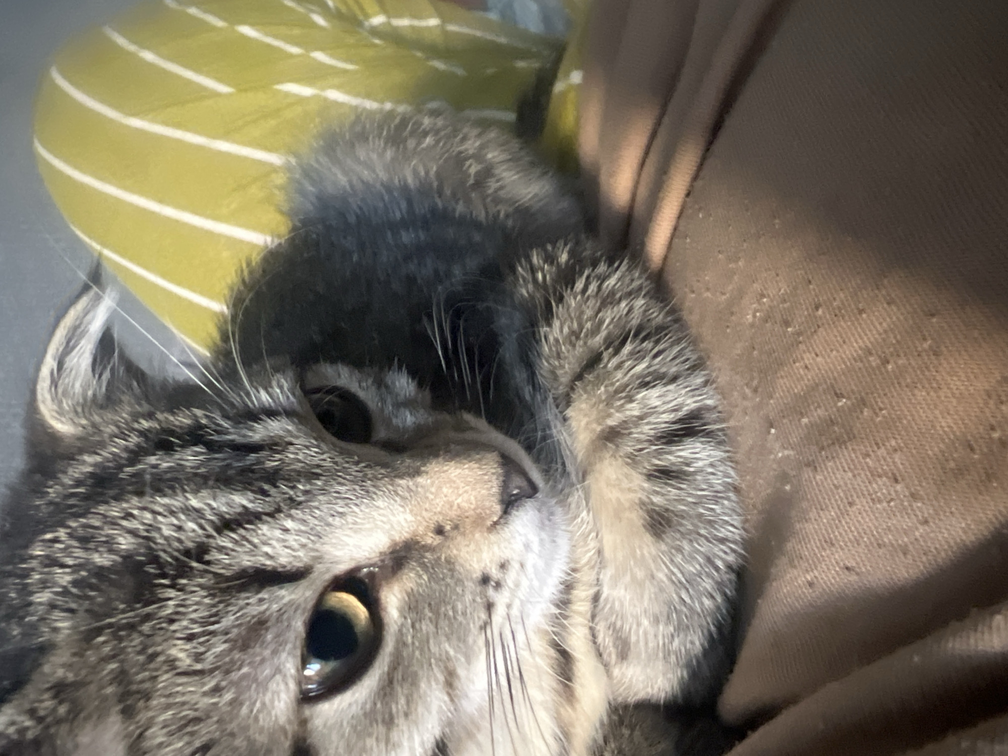 The image is a close-up, low-angle shot of a tabby cat's face and front paws. The cat is resting on a brown fabric surface that appears to be a blanket or clothing, with scattered lint visible. To the right of the cat, a portion of a bright yellow object with white vertical stripes is visible, possibly a cushion or piece of clothing. The cat's fur is a mix of grey, black, and brown stripes, and its eyes are wide and alert with a yellowish-brown iris. The cat's ears are folded back. The lighting suggests an indoor setting, with some shadows cast on the brown fabric. There is no discernible location in Desna, Russia, depicted in the image.