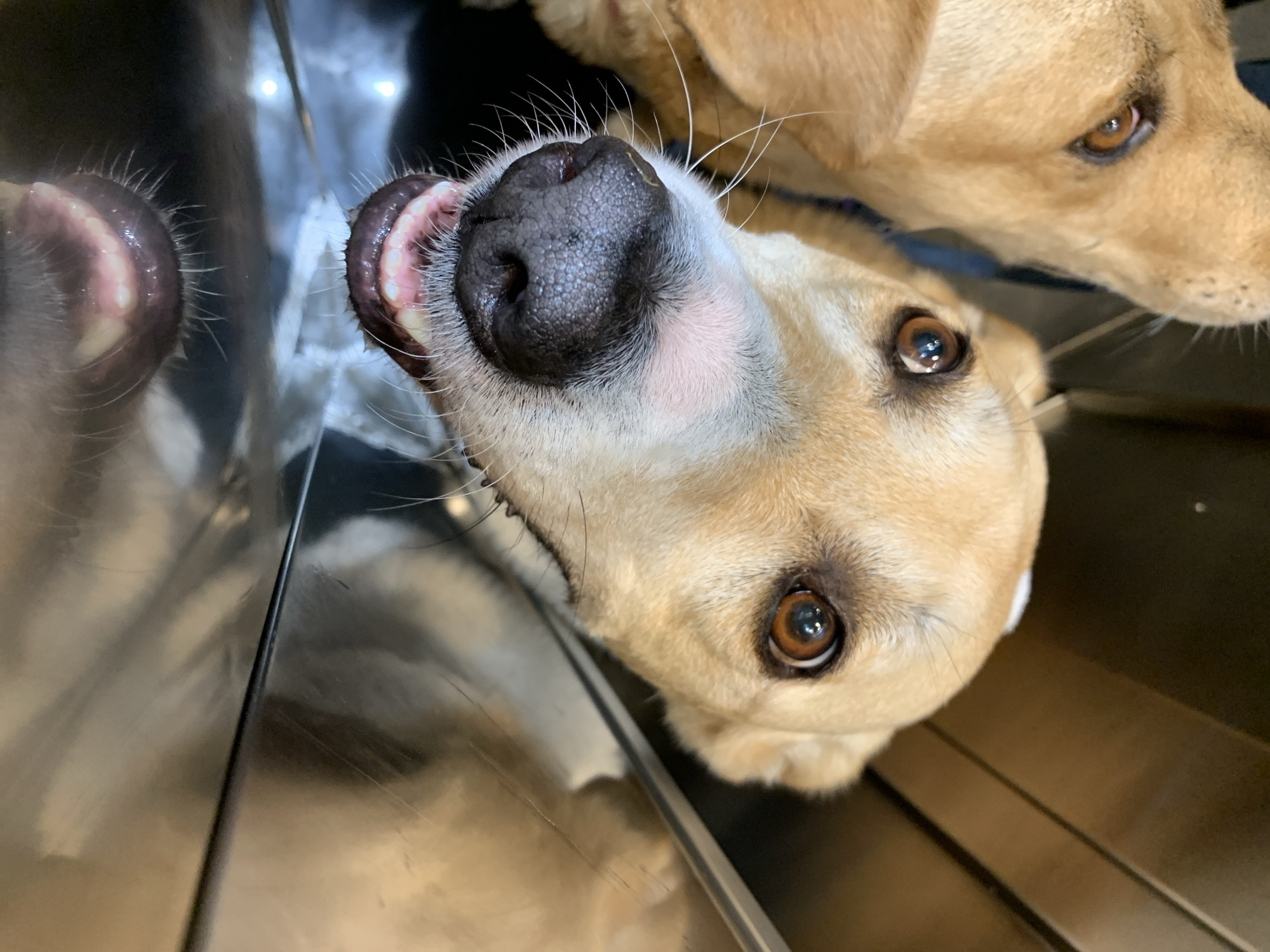 A tan dog with brown eyes looks upwards at the camera, its nose prominent and wet. Another similar dog peers from behind. The scene is reflected in a metallic surface, likely a vet's examination table. The location is unspecified, and there is no indication that it is in Tel-Aviv, Israel.