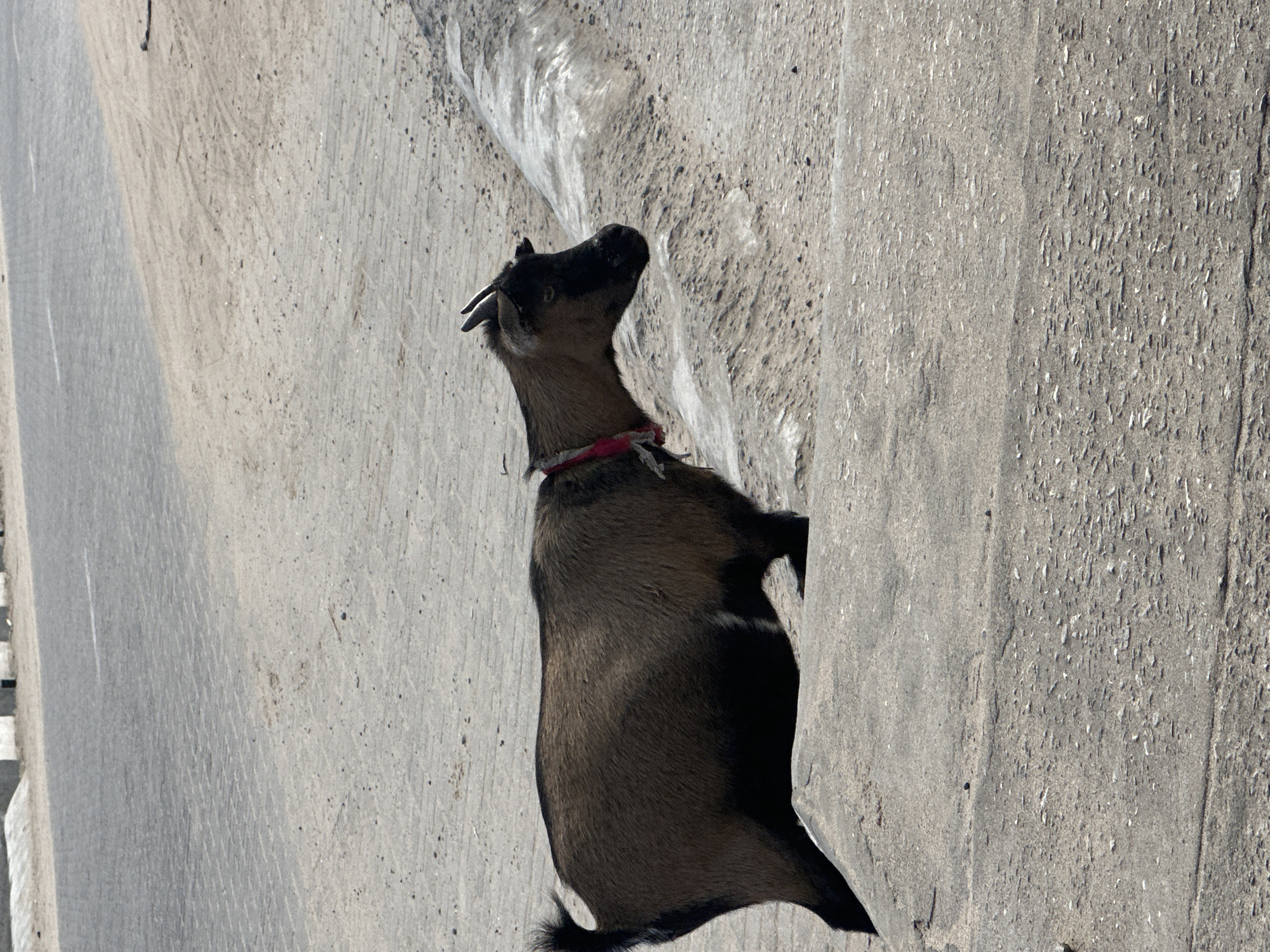 A lone goat with brown and black fur stands on a concrete surface near a paved road in Badagry, Nigeria. The goat wears a red collar and faces to the right, with its head slightly lowered. A shallow concrete ditch runs alongside the road, filled with a small amount of water. The road appears to be made of asphalt with visible tire tracks. The ground is textured and uneven, with scattered small stones. The scene is captured in daylight, with the sun casting shadows.