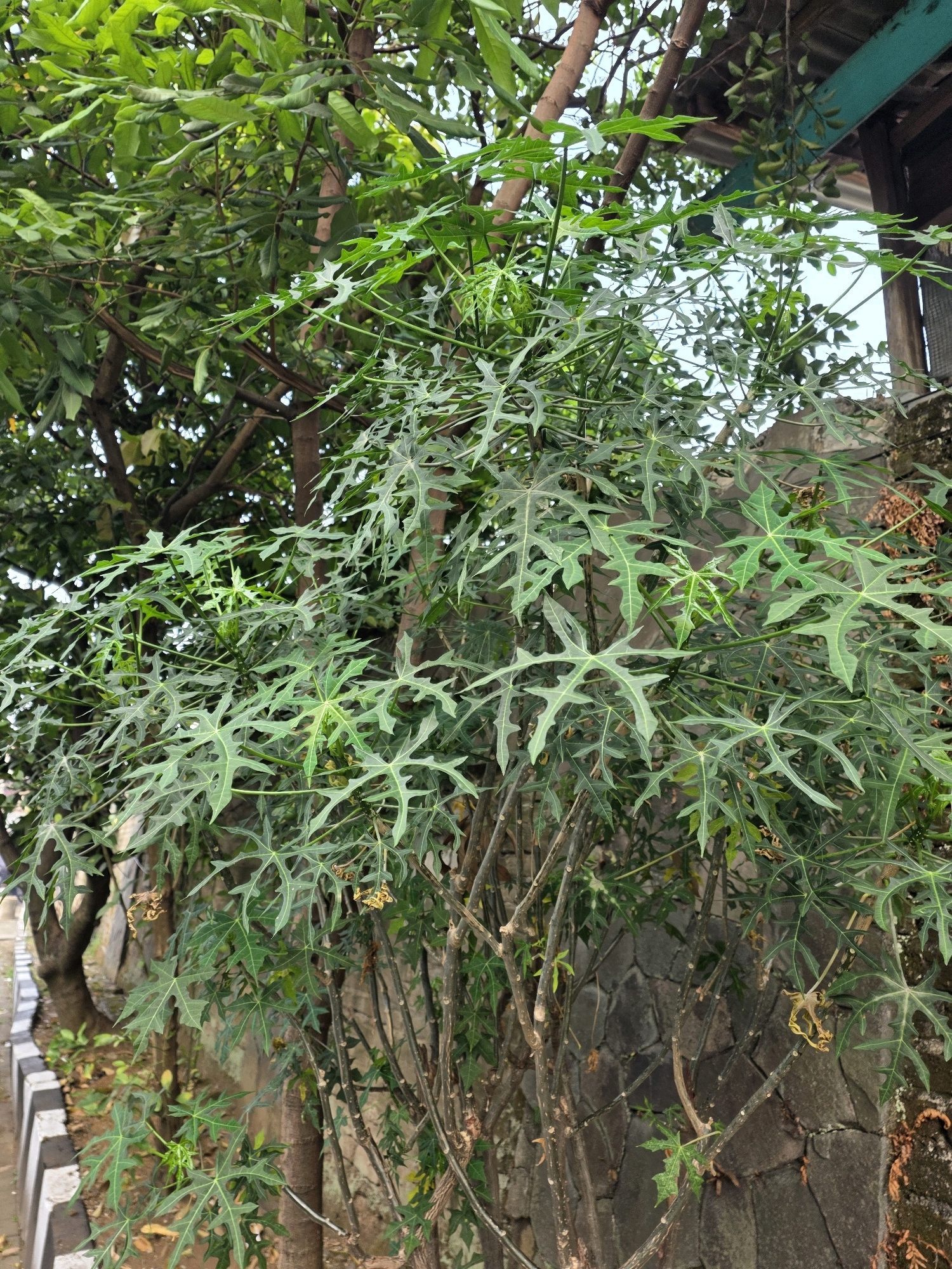 In Bojongsoang, Indonesia, a lush Chaya plant with distinctive palmate leaves thrives against a textured stone wall. The plant's branches, some slender and others thicker, are covered in a dense arrangement of green foliage. A few dry, yellowed leaves and small flower clusters are visible, adding a touch of natural decay to the scene. To the left, a paved walkway with alternating black and white stripes runs alongside the plant. The background is a blur of more green leaves and hints of a structure, suggesting an outdoor urban setting.
