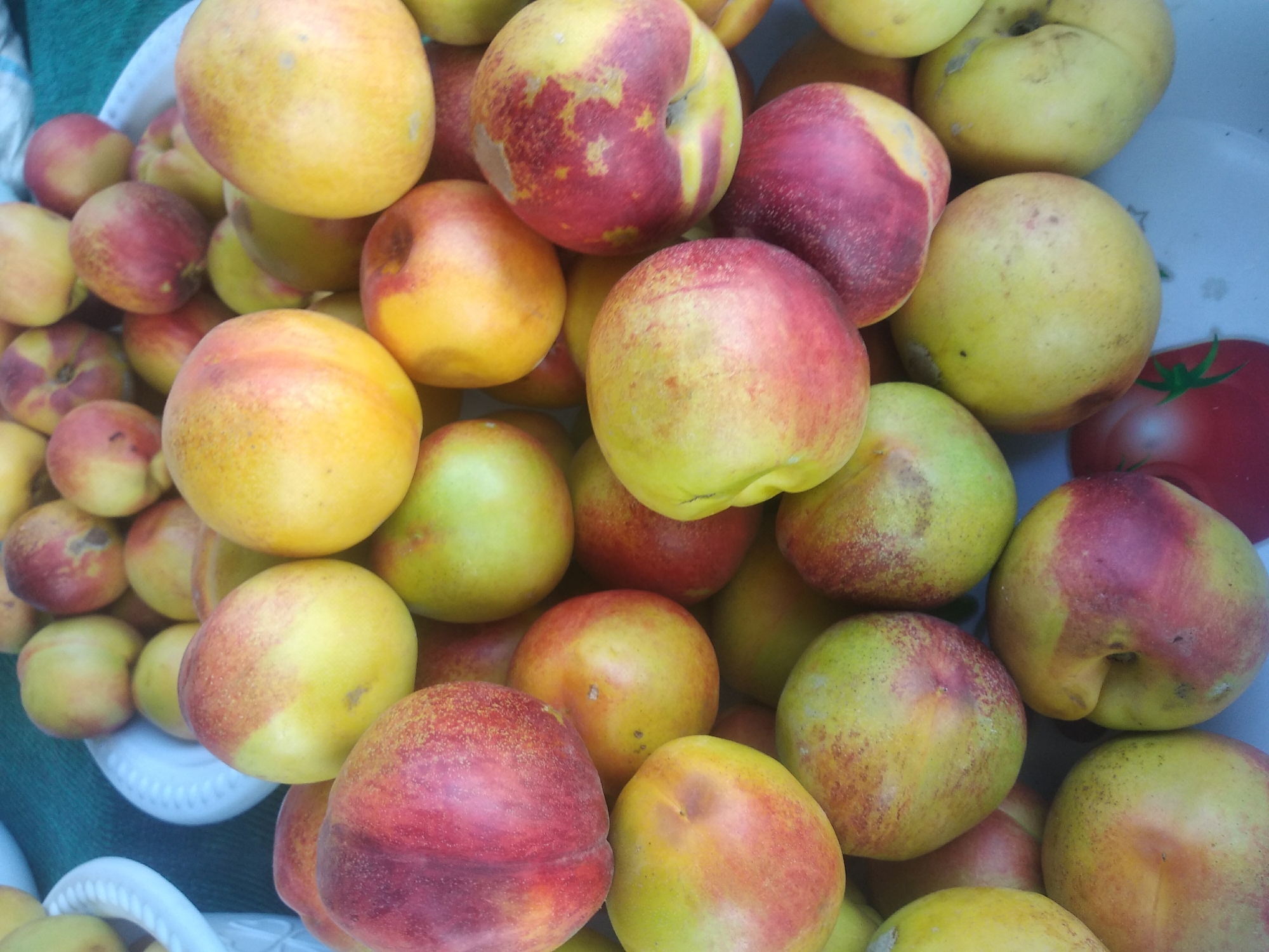 A close-up, overhead shot shows a large pile of ripe nectarines. The nectarines are a mix of yellow and red colors, with some appearing more green and yellow, and others predominantly red. They are arranged in a chaotic, overflowing manner, with some slightly bruised or imperfect. In the background, a white plastic bowl is visible, filled with more nectarines. The setting appears to be an outdoor market stall, possibly in Tashkent, Uzbekistan, given the presence of local fruits. The overall impression is a bountiful harvest displayed for sale.