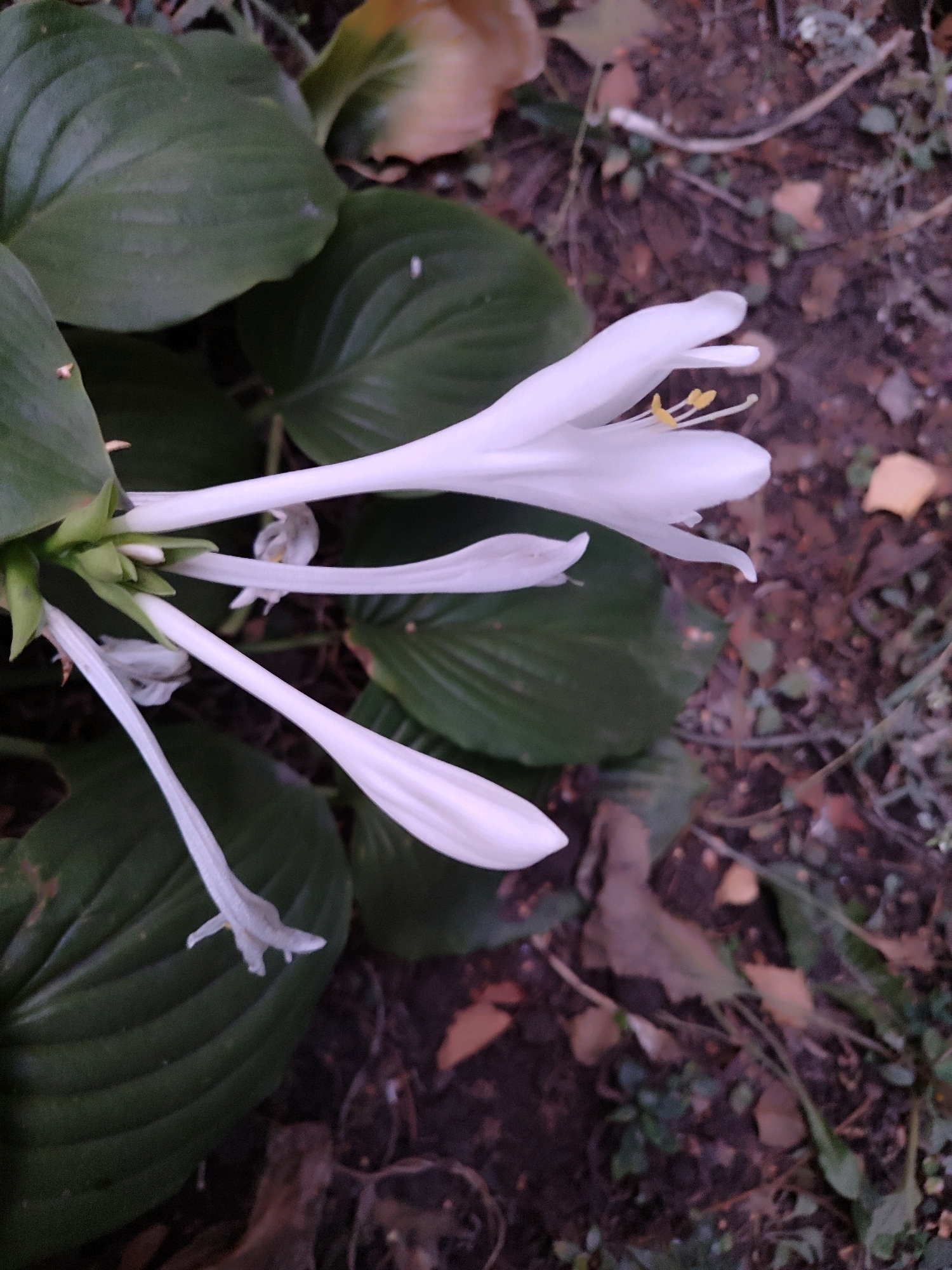 An overhead shot shows a white flower with long, thin petals and yellow stamens on a hosta plant. The flower is in the foreground, with large green hosta leaves behind it. The background is a mixture of brown soil, fallen leaves, and some green foliage. The lighting is dim and the colors are muted, suggesting it may be dusk or an overcast day. The scene is set outdoors, likely in a garden or park, with no identifiable urban landmarks.