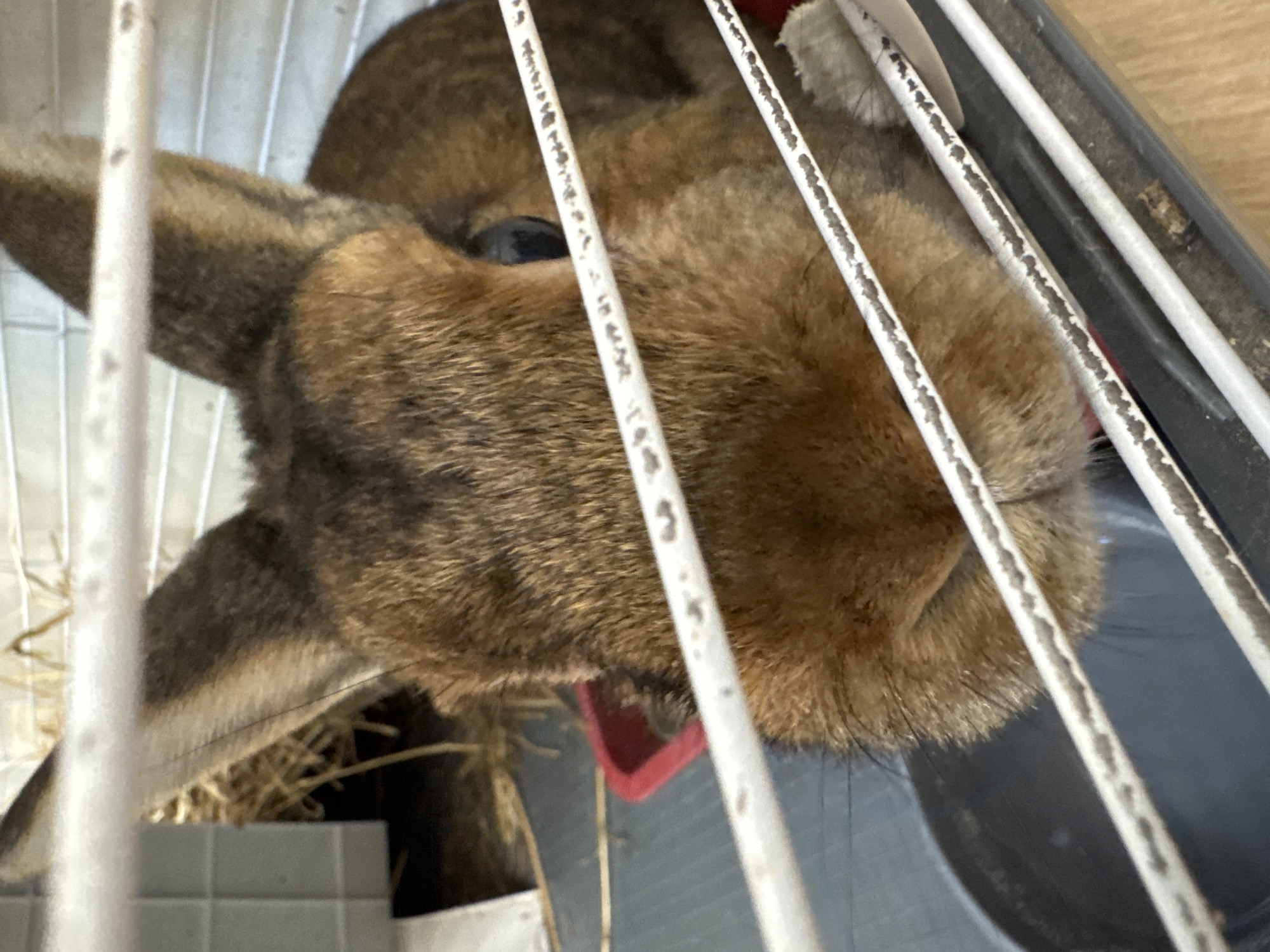 A brown rabbit is visible through the bars of its cage. The rabbit's face is the primary focus, with its dark eye prominent. The cage appears to be made of white bars, and a red food dish is visible behind the rabbit. Hay is present in the background, suggesting an indoor enclosure. There are no people or other animals visible in the image. The location is not discernible from the image.