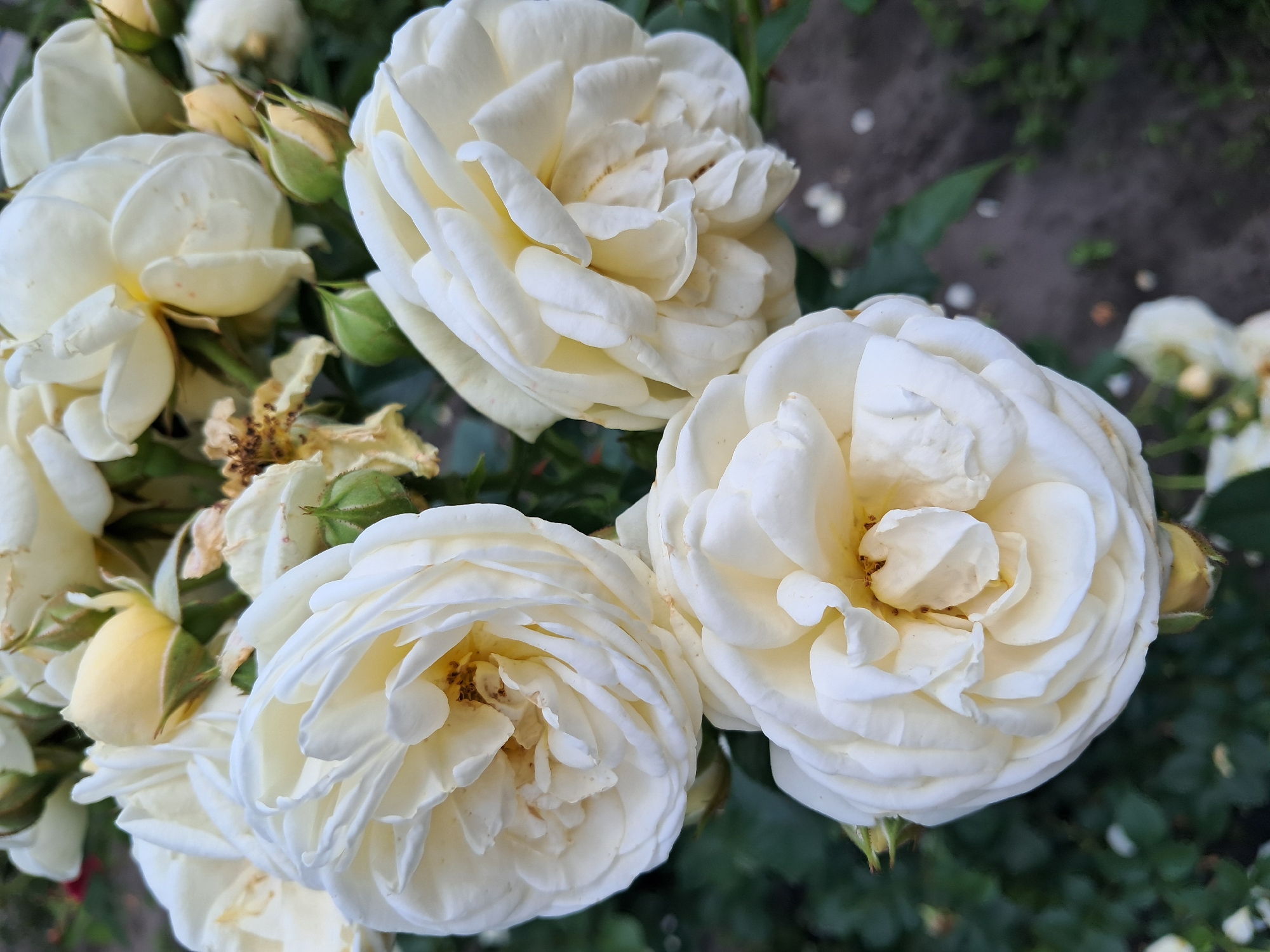 In Kremenchuk, Ukraine, a close-up, eye-level photograph captures a cluster of creamy white roses in bloom. The roses, with their tightly packed, ruffled petals, are the primary subjects, filling most of the frame. Some of the roses are fully open, revealing their delicate inner layers, while others are still in bud. A few dried and brown petals are interspersed among the fresh blooms, indicating the natural cycle of the flowers. The background consists of blurred green foliage and dark soil, with a few scattered white petals on the ground. The lighting suggests an overcast or shaded environment, as there are no harsh shadows. The overall impression is one of natural beauty and organic growth.
