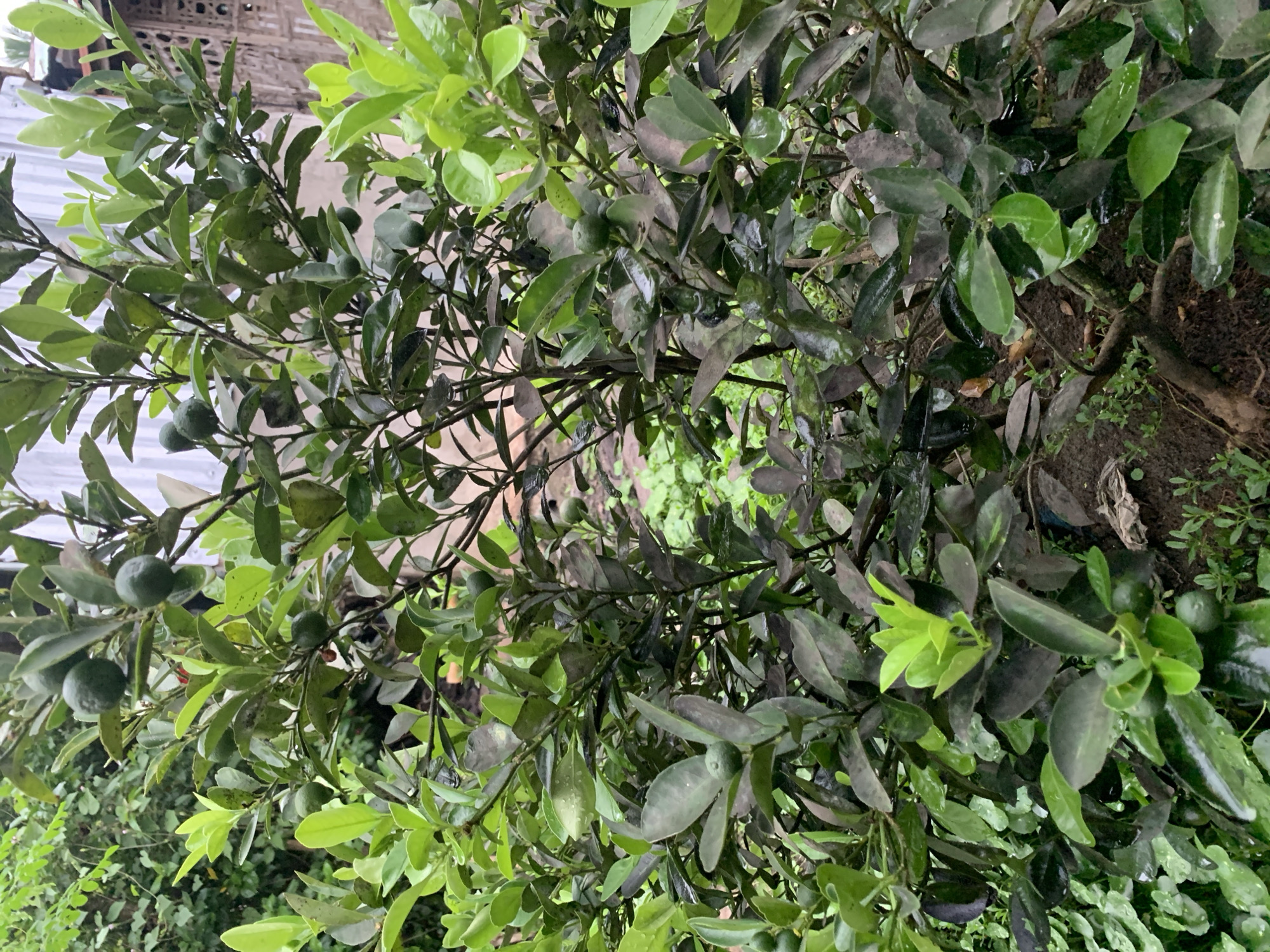 The image shows a close-up of a calamansi tree with small green fruits and dense foliage. The leaves are a mix of dark green and lighter, new growth. Some leaves appear to have water droplets on them, suggesting recent rain or watering. The background is out of focus but hints at a yard or garden setting with some structure visible. The scene is likely outdoors, as indicated by the natural lighting and vegetation. There are no people or animals visible in the image. The overall impression is one of a healthy, fruit-bearing plant in a natural environment.