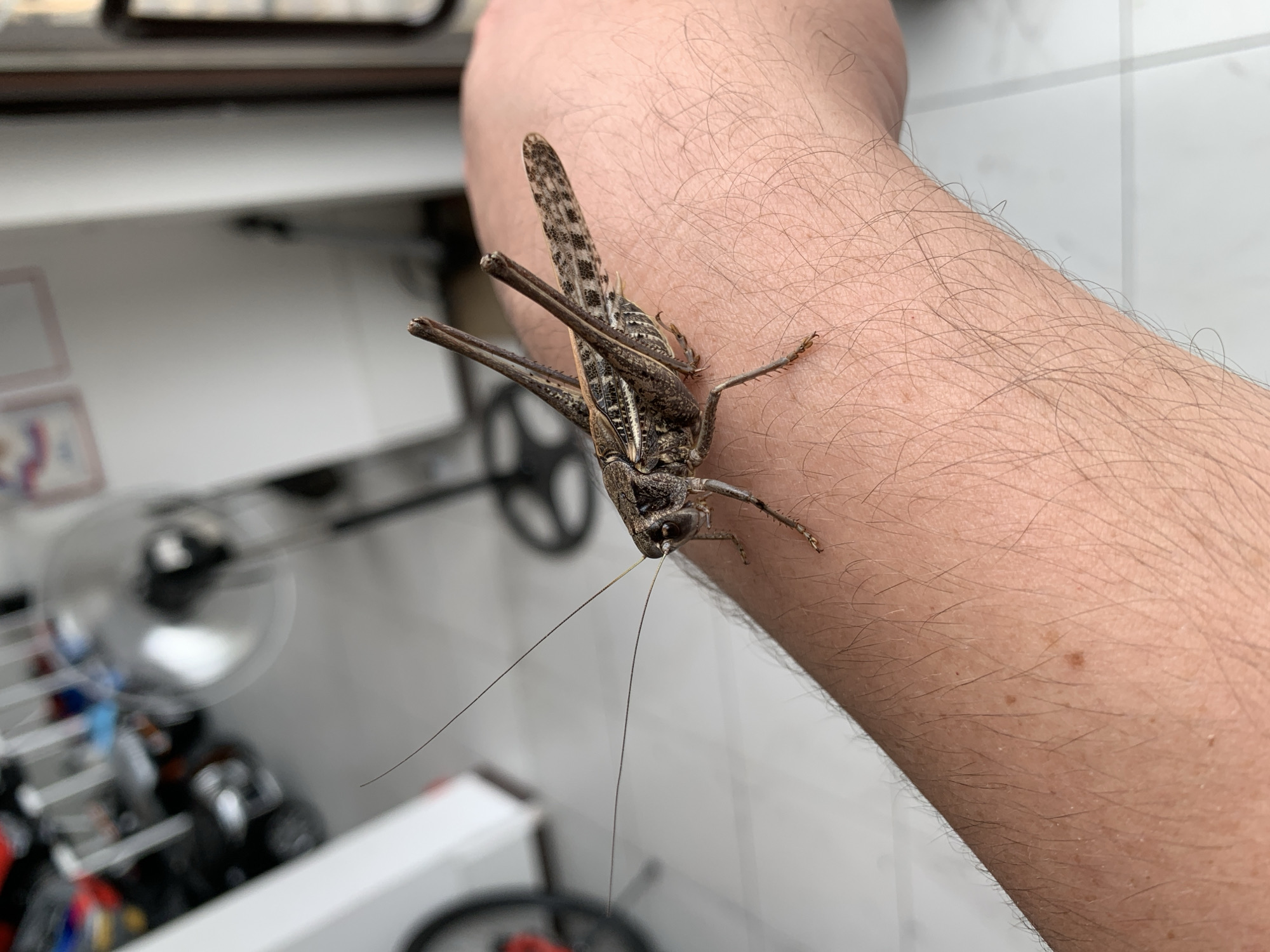 A close-up shot shows a large, brown grasshopper perched on a person's hairy arm. The grasshopper's body is segmented, with intricate patterns on its wings. Its long antennae extend forward, almost parallel to the arm. The background is blurred, but appears to be an indoor setting with white walls and tiled flooring, possibly in Kropotkin, Russia. Several objects, including a fan and what looks like bicycles, are visible in the distance, suggesting an urban environment. The lighting is bright, illuminating the details of the grasshopper and the skin texture.
