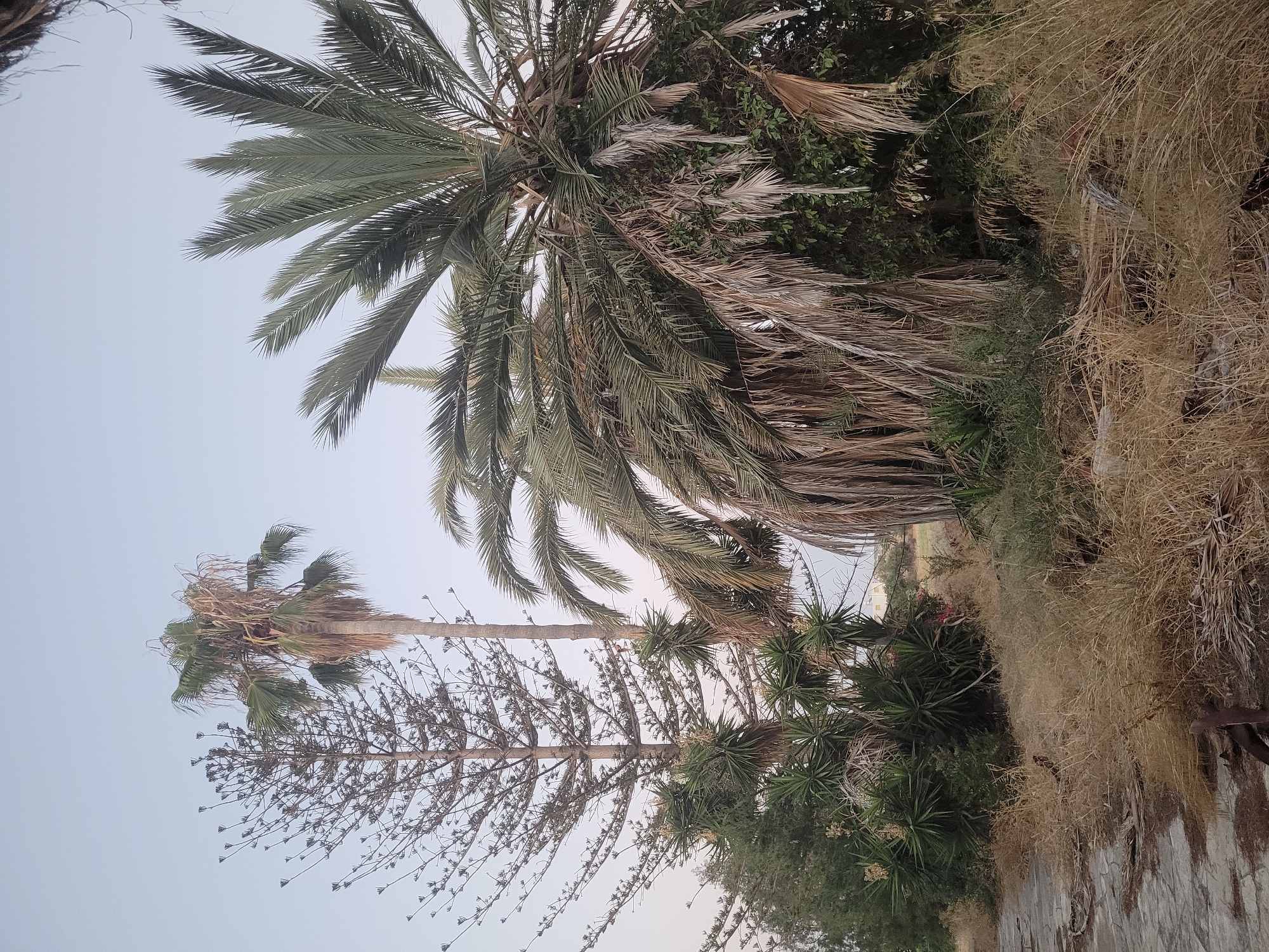 The image depicts an overgrown, somewhat neglected area in Kolossi, Cyprus, characterized by dry vegetation and various types of trees. In the foreground, a cracked stone pathway is visible on the left, bordered by dry, straw-like grass. Behind the path, several plants, including what appear to be Yucca plants with spiky leaves and some flowering stalks, are growing.
Dominating the midground are two distinct trees. To the right, a large palm tree with drooping, dry fronds is prominent, its trunk relatively thick. To its left and slightly behind, a tall, slender coniferous tree with many sparse, thin branches extends upwards. Further behind these trees, a dense green shrubbery is visible.
In the background, the sky is a pale, hazy blue, suggesting either early morning, late evening, or possibly atmospheric dust. A building, partially obscured by trees, can be seen in the far distance on the right. The overall impression is of a semi-wild or unkempt outdoor space within Kolossi. There are no people or animals visible in the image.