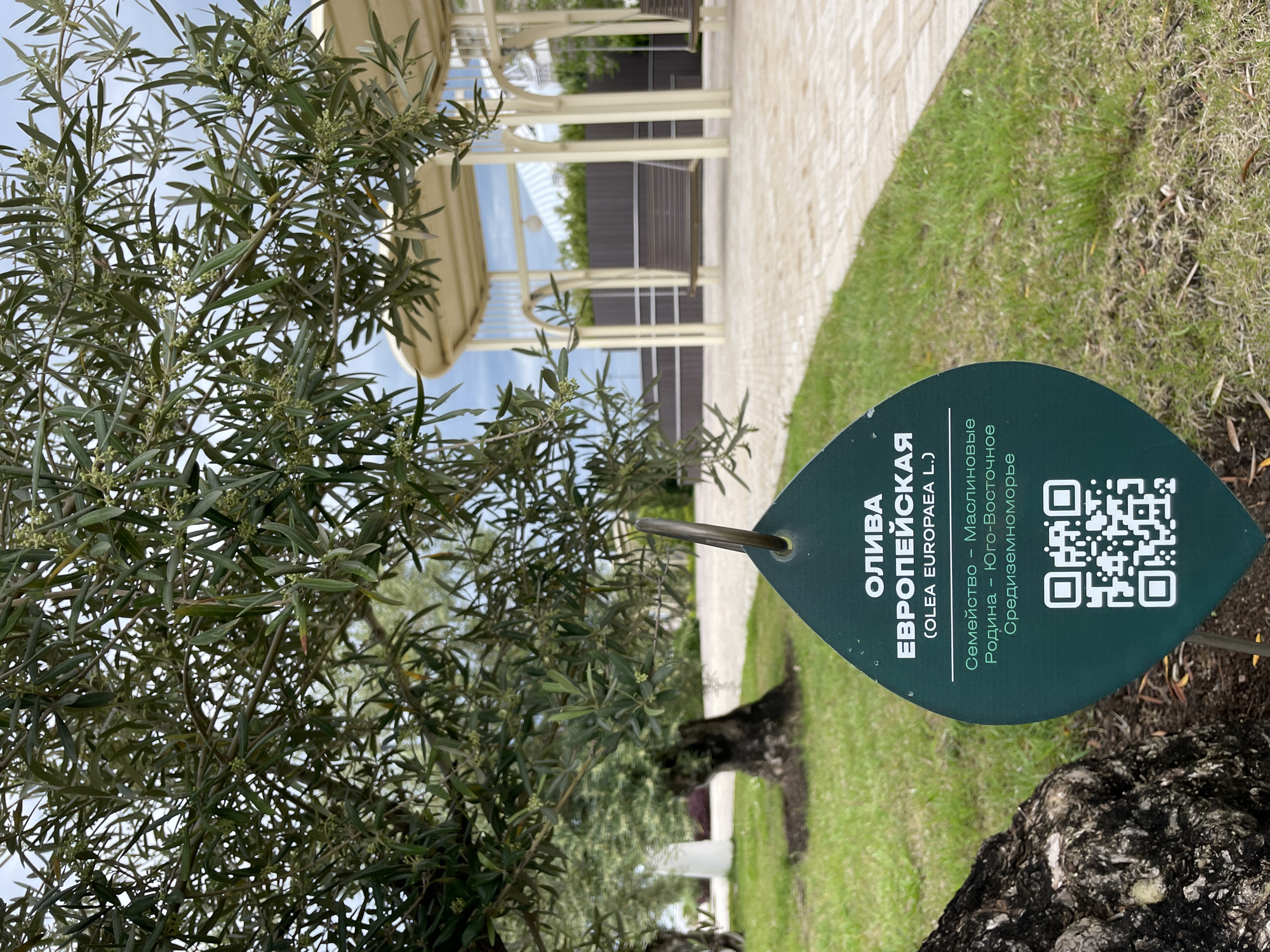 The image shows an olive tree with a sign identifying it as "OLIVA EVROPEYSKAYA (OLEA EUROPAEA L.)", translated to "European Olive (Olea europaea L.)". The sign also indicates the family as "Maslinovye" (Olive Family) and the origin as "Yugo-Vostochnoye Sredizemnomorye" (Southeast Mediterranean). A QR code is displayed on the right side of the sign. The tree is located in an outdoor environment with grass and a stone pathway partially visible. In the background, there is a structure with arches, possibly a pergola or a covered walkway. The location is presumed to be in the city of Sirius, Russia.