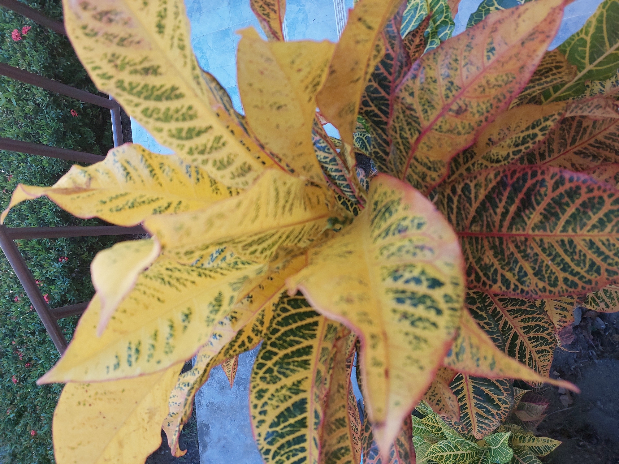 A close-up, eye-level shot focuses on a variegated croton plant in Baan Mae Nam, Thailand. The plant's leaves display a vibrant mix of yellow with prominent dark green veining, edged with reddish-pink. The foliage is dense and upward-reaching, filling most of the frame. In the background, a blurred brown railing runs horizontally, behind which is a patch of dense, green foliage dotted with small red flowers. The foreground shows a textured, gray surface, possibly concrete, and a hint of a light blue tiled surface to the right. The lighting suggests it is daytime, with no harsh shadows. There are no people or animals visible in the image.