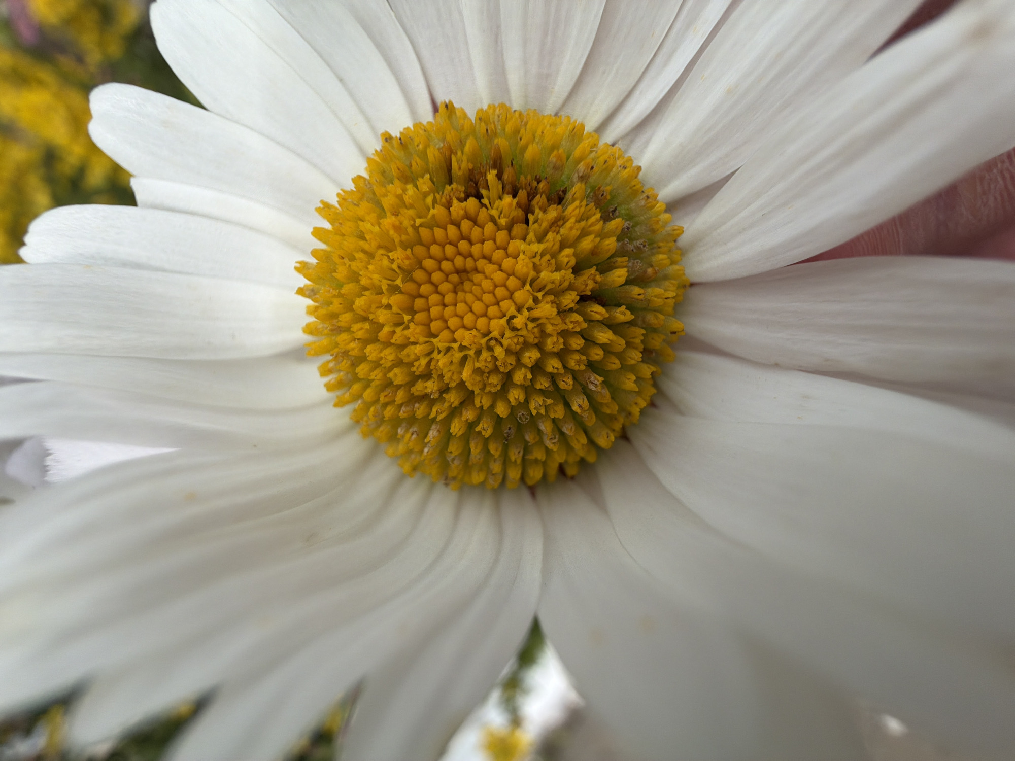 A close-up, high-angle shot of a white daisy with a bright yellow center. The daisy fills most of the frame. The petals are long and slender, fanning outwards from the center. The yellow center is densely packed with small florets. The background is blurred and appears to be a field of yellow flowers, possibly in the city of Chaikovsky, Russia. A small portion of a person's pink finger is visible at the bottom right of the frame.