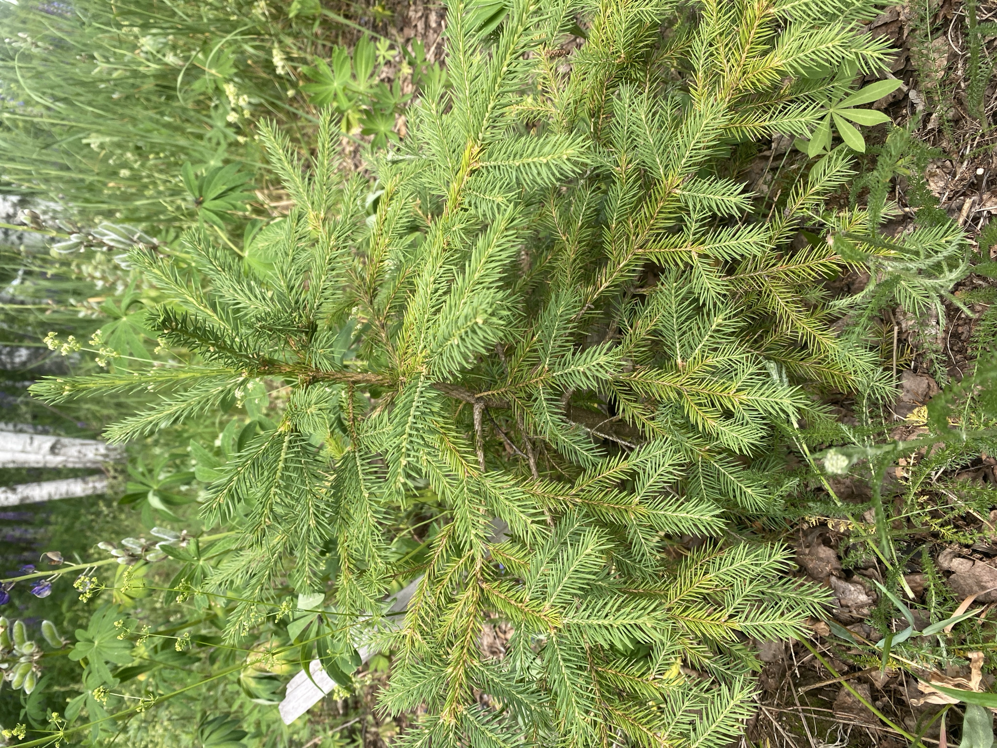 The image shows a close-up of a young evergreen sapling, likely a spruce or fir, with vibrant green needles. The sapling is situated in a natural, outdoor environment, likely a forest or a clearing. The background consists of other foliage, including tall grasses, some lupine flowers with purple blooms, and the white bark of birch trees, suggesting a temperate climate. The ground is covered with dry leaves, twigs, and some low-lying green vegetation. The lighting suggests it is daytime, with soft natural light illuminating the scene. The image appears to be taken from a slightly elevated perspective, looking down at the sapling. The overall impression is one of a natural, undisturbed ecosystem. This scene is consistent with the environment found in Lindo-Pustyn' (Kantaurovskii S/S), Russia, known for its forested areas and meadows. There are no people or animals visible in the image.