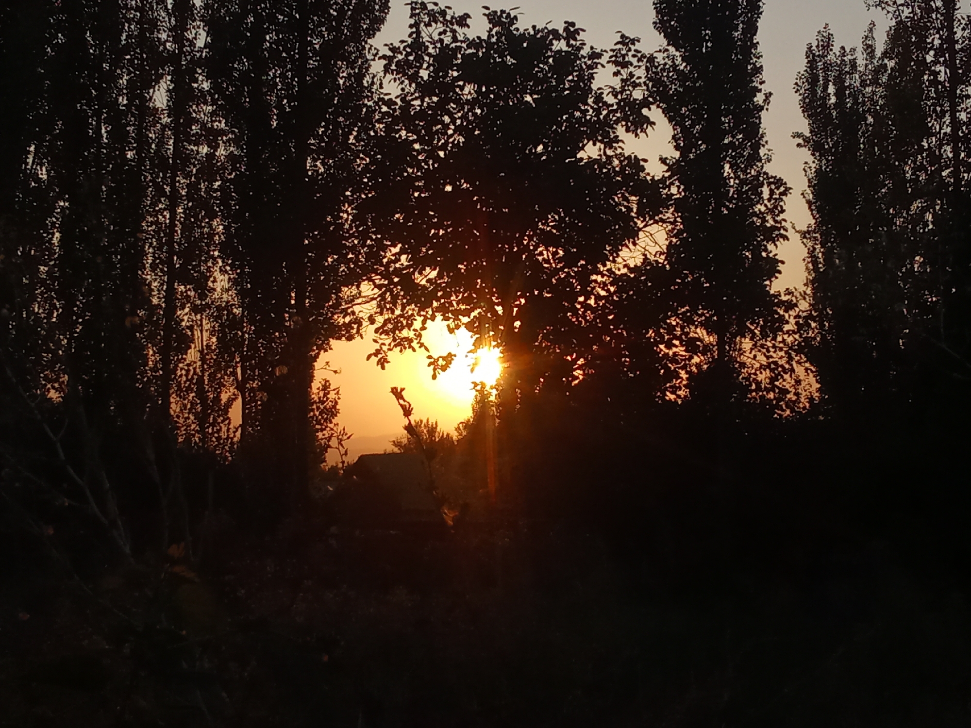 This is a photograph of a sunset viewed through silhouetted trees. The sun is setting behind a cluster of trees, casting a warm, golden light that filters through the leaves and branches. The sky is a gradient of orange and yellow near the horizon, fading to a lighter shade of grey or pale blue higher up. The trees are dark and appear to be tall, with dense foliage. The foreground is dark and indistinct, suggesting it is also covered in shadow or foliage. The overall impression is one of a serene and natural landscape at dusk. This scene is located in the city of Jalgyz-Jangak, Kyrgyzstan.