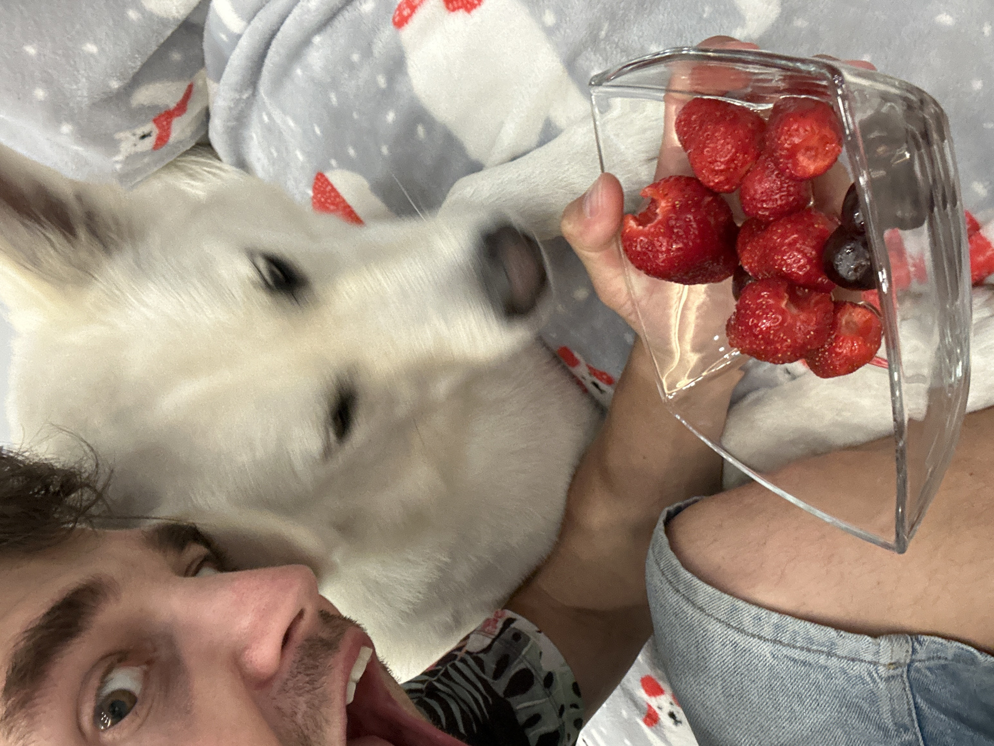 A man and a white dog are in a close-up shot with a bowl of strawberries and cherries in the foreground. The man, with brown hair and a beard, is looking at the camera with his mouth open in a surprised expression. The dog, also white, is partially obscured by the man and is looking down at the bowl of fruit. The scene appears to be indoors, possibly on a bed or couch, with a patterned blanket in the background. The overall impression is one of a playful or shared moment between the man and his pet. There is no information in the image to suggest the location is in Rassokha, Russia.
