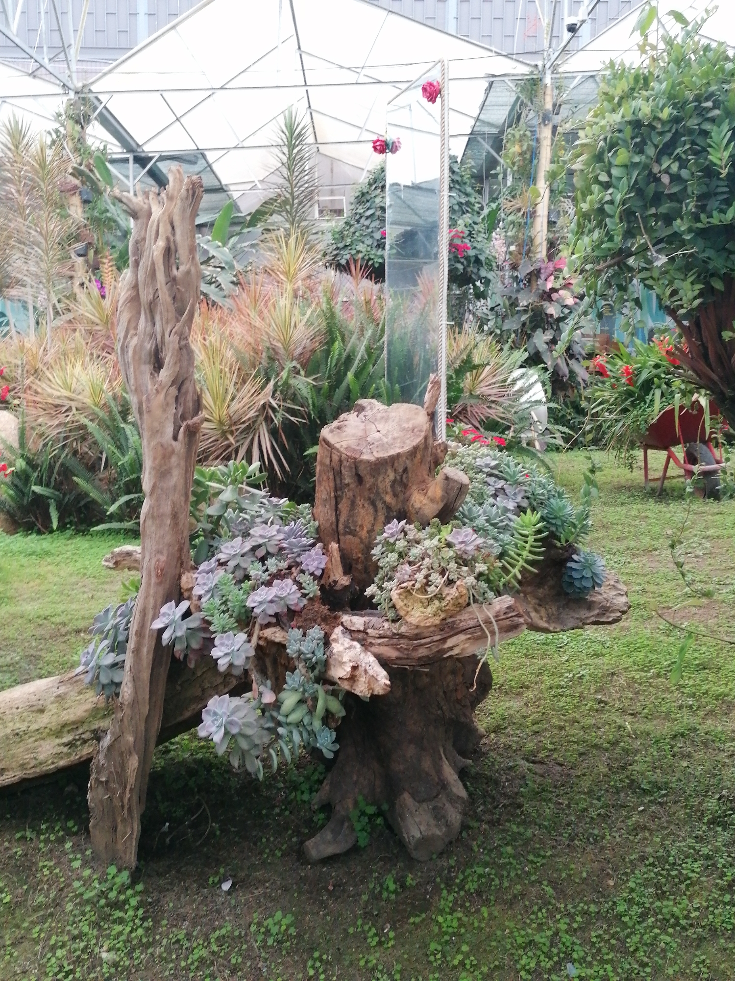 This image depicts a lush botanical display within a greenhouse or large plant nursery, set in Lạc Dương, Vietnam. The central focus is an artful arrangement of weathered wooden logs and tree trunks, which serve as planters for a vibrant collection of succulents.
In the foreground and center, a tall, gnarled wooden trunk stands vertically, while several other substantial logs are horizontally and diagonally intertwined, forming a natural, multi-tiered structure. Nestled within and upon these logs are numerous varieties of succulents, including various Echeveria and Sedum species, characterized by their rosette shapes and trailing forms. These plants showcase shades of pale green, blue-gray, and subtle purple hues.
The surrounding environment is rich with diverse vegetation. The background features a dense array of tropical and subtropical plants, including tall, spiky foliage plants resembling Dracaena or Cordyline, abundant ferns, and broad-leafed green plants. Scattered red flowering plants add vivid pops of color throughout the scene. The ground is covered with green grass and small, leafy ground cover.
Interspersed within the display are reflective mirrors that subtly blend with the foliage, reflecting parts of the surrounding greenery and red flowers. In the mid-ground, a red wheelbarrow is partially visible, suggesting ongoing garden maintenance or serving as a decorative element. Overhead, the clear or translucent panels and the metal framework of the greenhouse structure are prominently displayed, indicating a controlled growing environment. A small security camera is also visible attached to a beam.
The scene is brightly and evenly lit, suggesting daytime conditions where light is diffused through the greenhouse roof. The overall atmosphere is tranquil and verdant, showcasing a meticulously cultivated botanical exhibit. No people are present, and there is no visible text in the image.