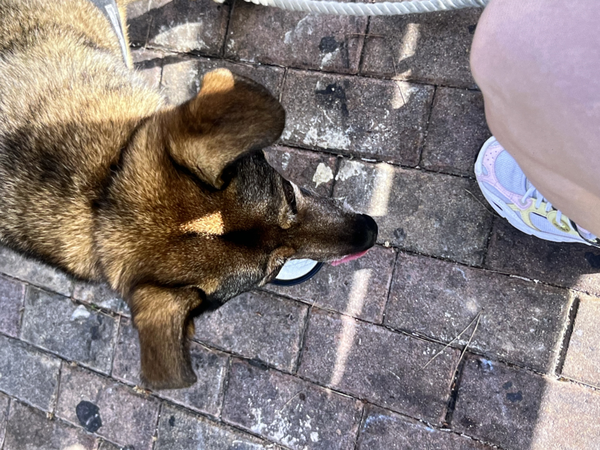 The image captures a close-up, overhead view of a dog drinking from a white bowl placed on a brick patio. The dog, with its head down, is focused on the water, its tongue visible. The patio is made of weathered, rectangular bricks, some of which are stained with dark marks. Scattered across the patio are a few dry pine needles. In the foreground, a person's leg and foot, clad in a light-colored athletic shoe with pink and yellow accents, are visible. The scene is illuminated by sunlight, casting shadows on the ground. The overall setting suggests an outdoor area, possibly a garden or terrace in Torrevieja, Spain, given the brickwork and the dry, possibly arid, appearance of the environment.