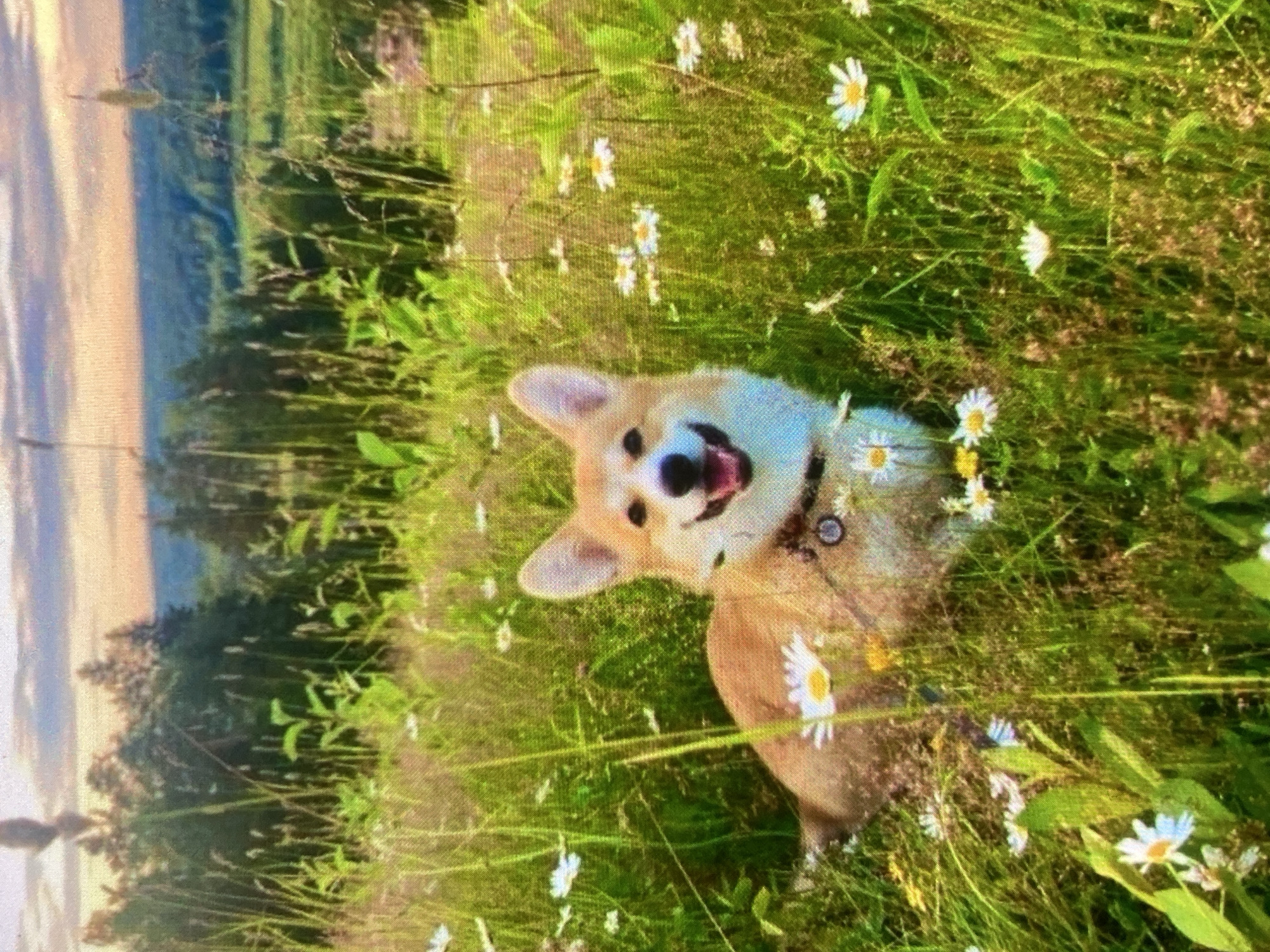 A corgi dog is lying down in a field of wildflowers and tall green grass. The dog is facing the camera and has its mouth open in a happy expression. The background shows a landscape of rolling hills and trees under a cloudy sky. The image appears to have been taken in the city of Ustyvytsia, Ukraine.