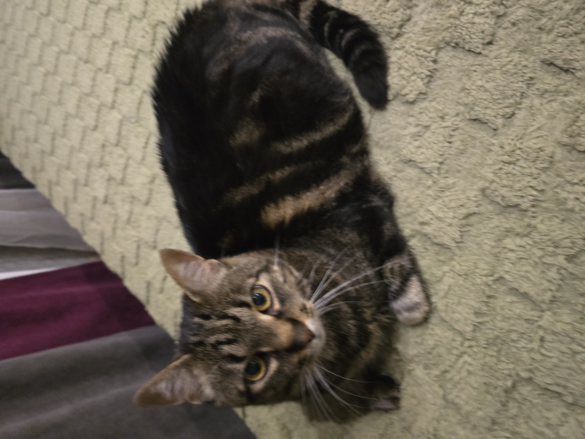 A tabby cat with a black and brown striped coat is lying on a textured, light green blanket. The cat is facing the camera, with its front paws tucked underneath its body. Its eyes are yellow and it has long white whiskers. The background consists of blurry vertical curtains in shades of grey and burgundy. The scene appears to be indoors, possibly on a bed or sofa. There is no information available about the location in Sofiivska Borshchahivka, Ukraine.