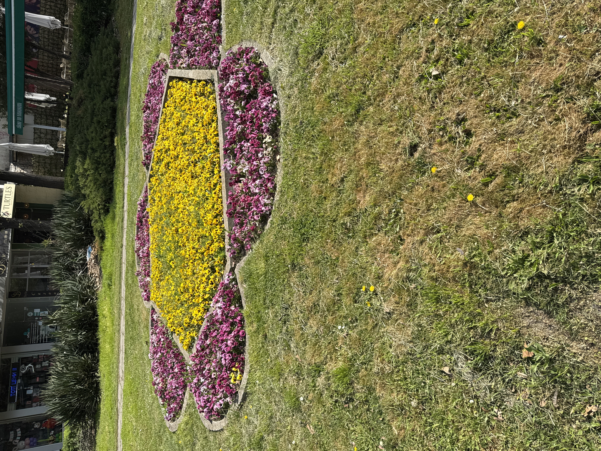 The image shows a flowerbed in the city of Plovdiv, Bulgaria. The flowerbed is in the shape of a large flower with a rectangular center filled with yellow flowers, surrounded by purple flowers. The flowerbed is bordered by concrete. The flowerbed is set in a patch of grass, which appears dry and patchy. In the background, there are trees, shrubs, and buildings with storefronts. A business sign that reads “TURTLES” is visible.