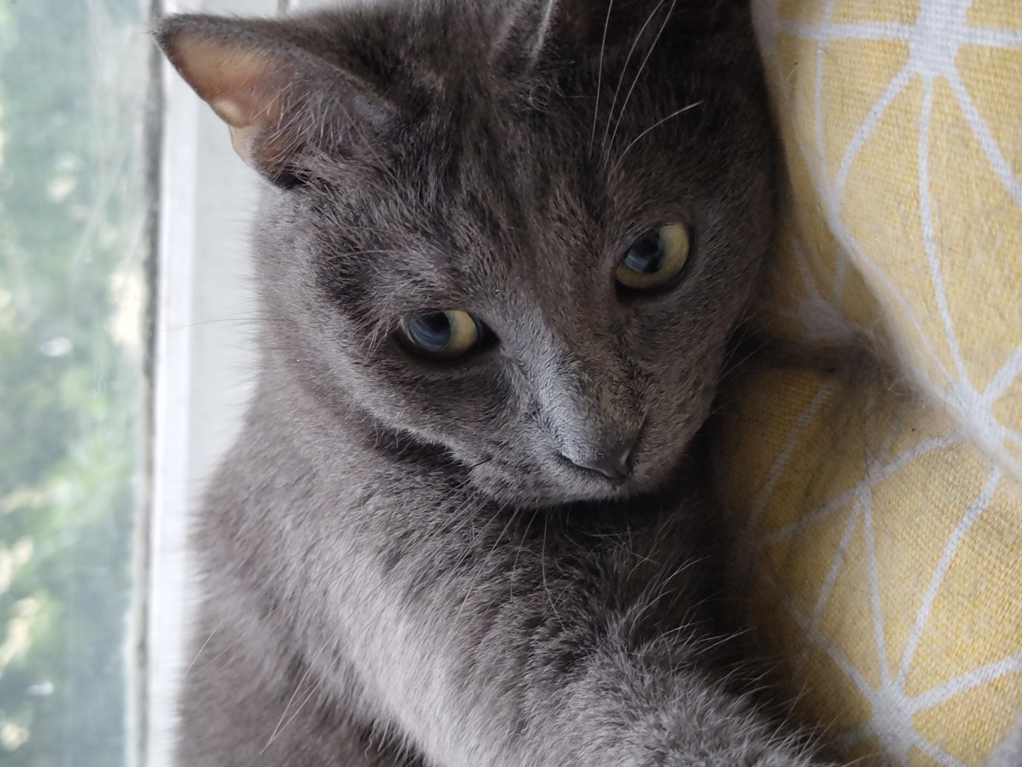 A close-up, eye-level, medium shot captures a short-haired gray cat lying on its side on a yellow and white patterned cushion. The cat's head is turned towards the camera, with its body mostly out of frame. The cat's eyes are a pale green, and its ears are perked. The background is blurred, showing a window with greenery outside. The lighting is soft and natural.