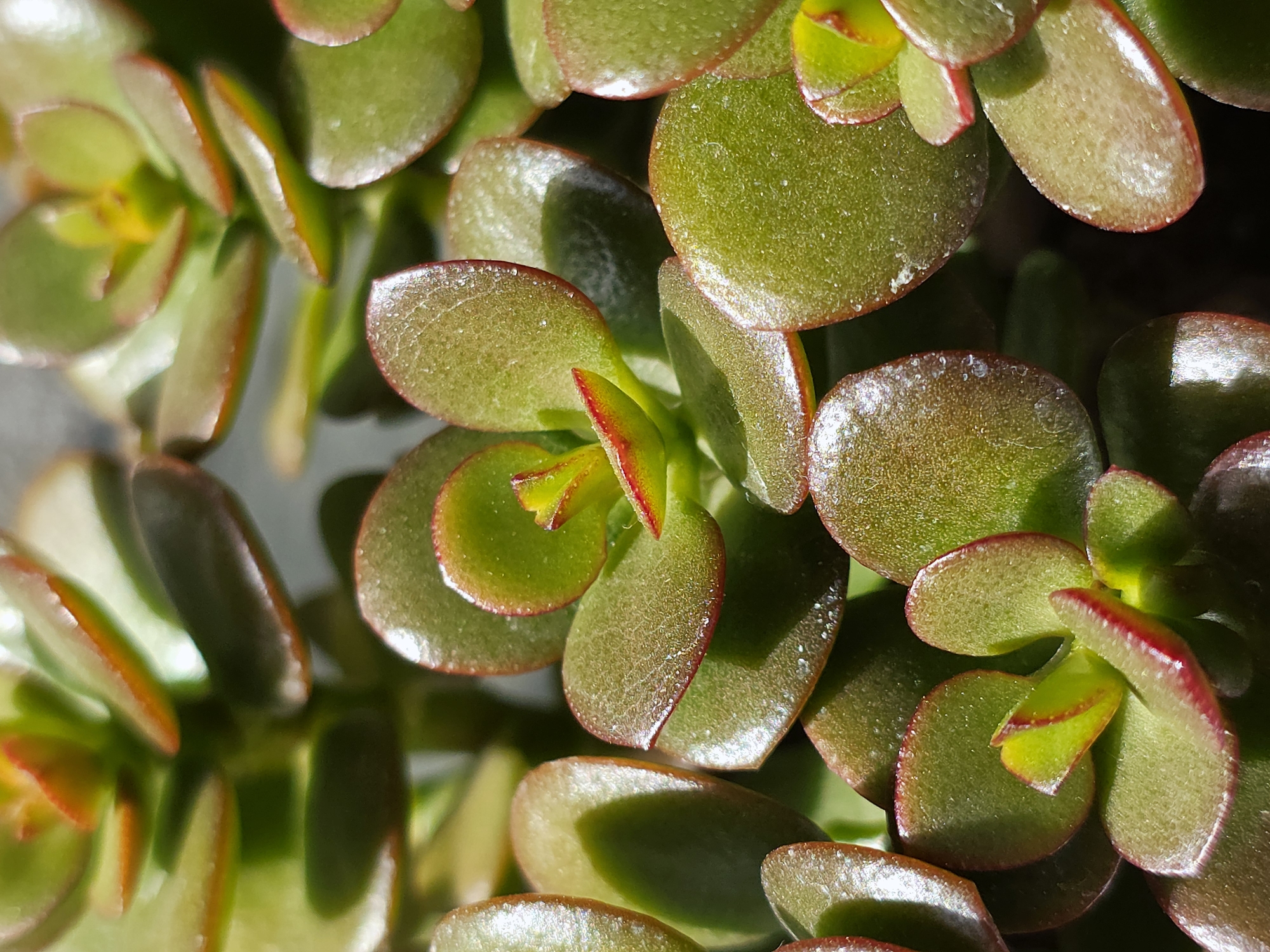 The image shows a close-up view of a succulent plant, specifically Crassula ovata, also known as the Jade plant. The leaves are thick, fleshy, and oval-shaped, with a glossy surface. The predominant color is green, with tinges of red along the edges of some leaves. The background is out of focus, suggesting a shallow depth of field. The image captures the texture and details of the plant, with natural light highlighting the surfaces. The location and specific details of the city of Unknown, Unknown, are not discernible from the image. There are no people or other objects visible.