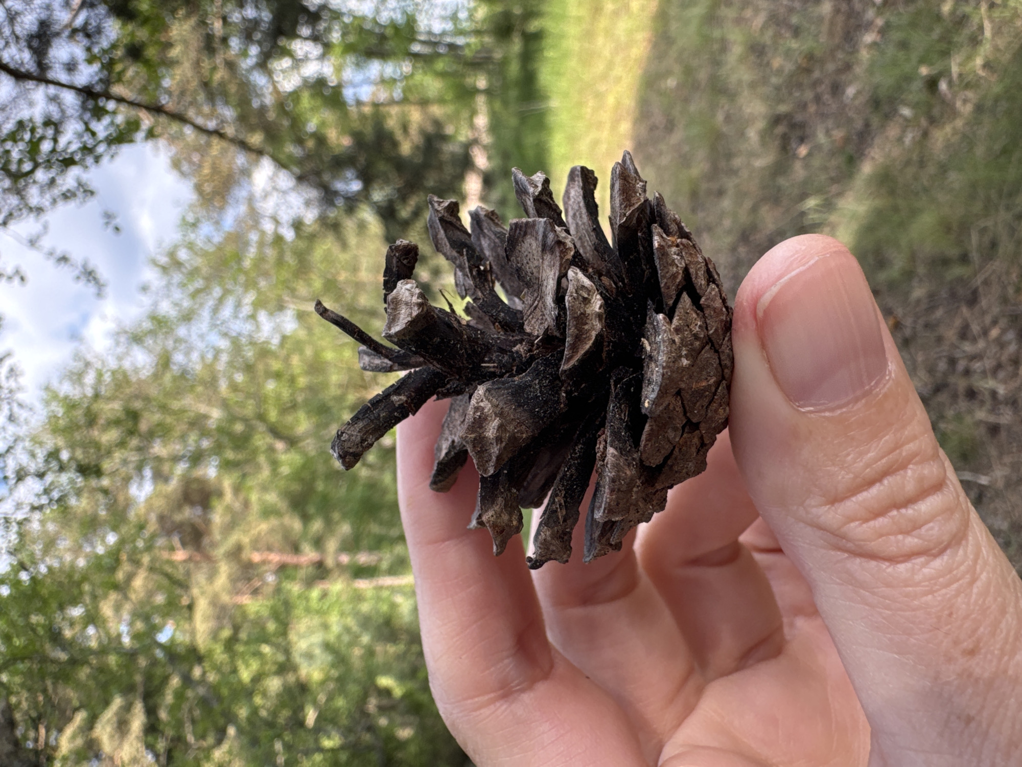 A close-up outdoor shot captures a human hand holding a dark, weathered pinecone against a blurred natural background. The hand, visible from the palm and fingers, is holding the pinecone horizontally in the center-right of the frame. The thumb and index finger are clearly seen gripping the pinecone, with skin texture and clean fingernails visible.
The pinecone itself is prominently featured, appearing dark brown and slightly charred or aged, with numerous individual scales. Some of these scales are broken or have sharp, pointed edges, suggesting it might be an older or partially damaged specimen. Its intricate texture is in sharp focus.
The background is significantly out of focus, creating a bokeh effect that highlights the hand and pinecone. It depicts a verdant, natural setting, likely a forest or wooded area in Ozerki (Krasnodolinskaya), Russia. Dominant greens and some lighter browns from trees and foliage are visible, with patches of bright sky peeking through the canopy in the upper left. The soft, diffused light suggests it is daytime, possibly under a clear or partly cloudy sky. No text is visible in the image.