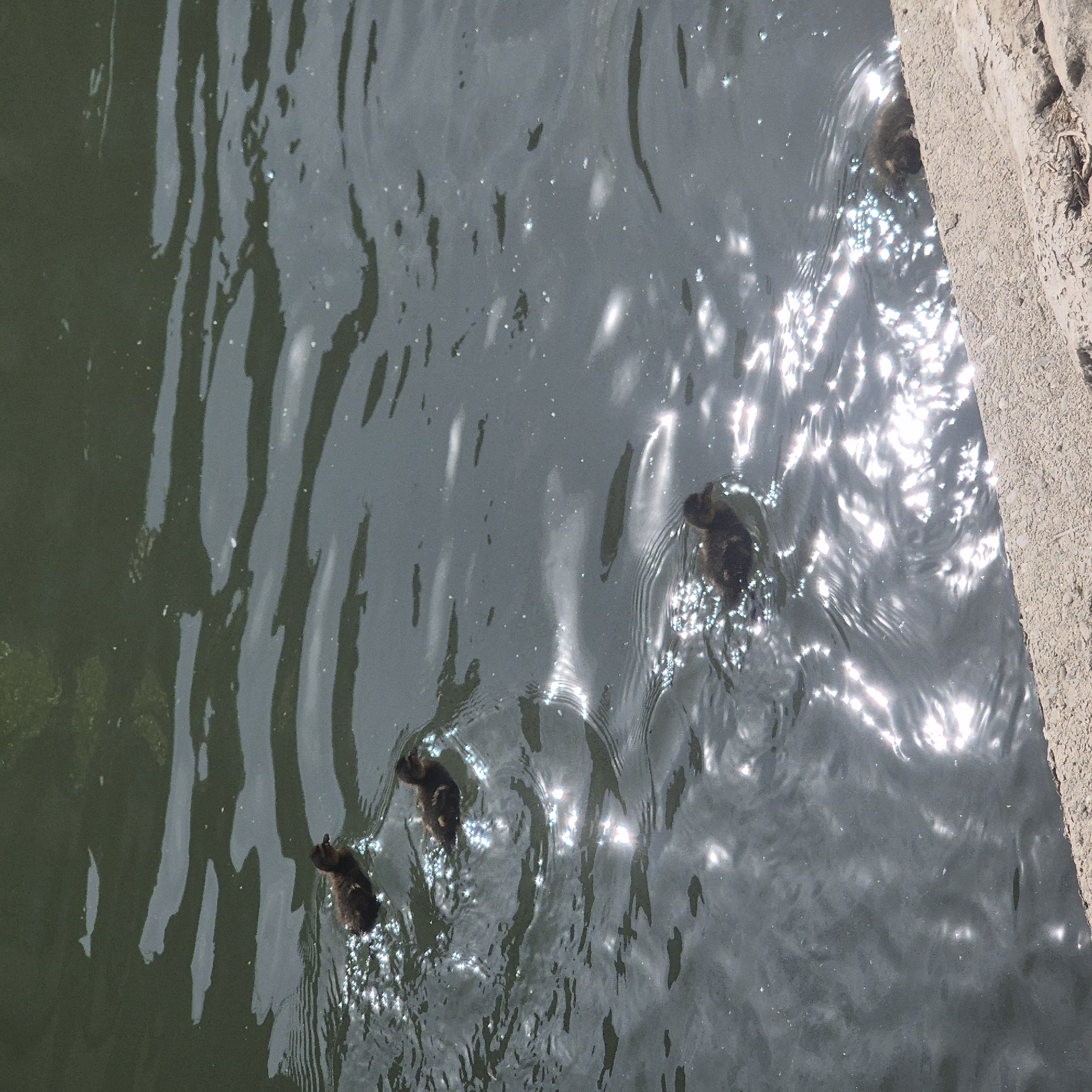 The image depicts a body of water with several ducklings swimming in it. The water is dark and reflects sunlight, creating a shimmering effect. Four ducklings are visible, grouped in different areas of the frame. One duckling is near a concrete edge on the right side of the image. The location is Strasbourg, France.