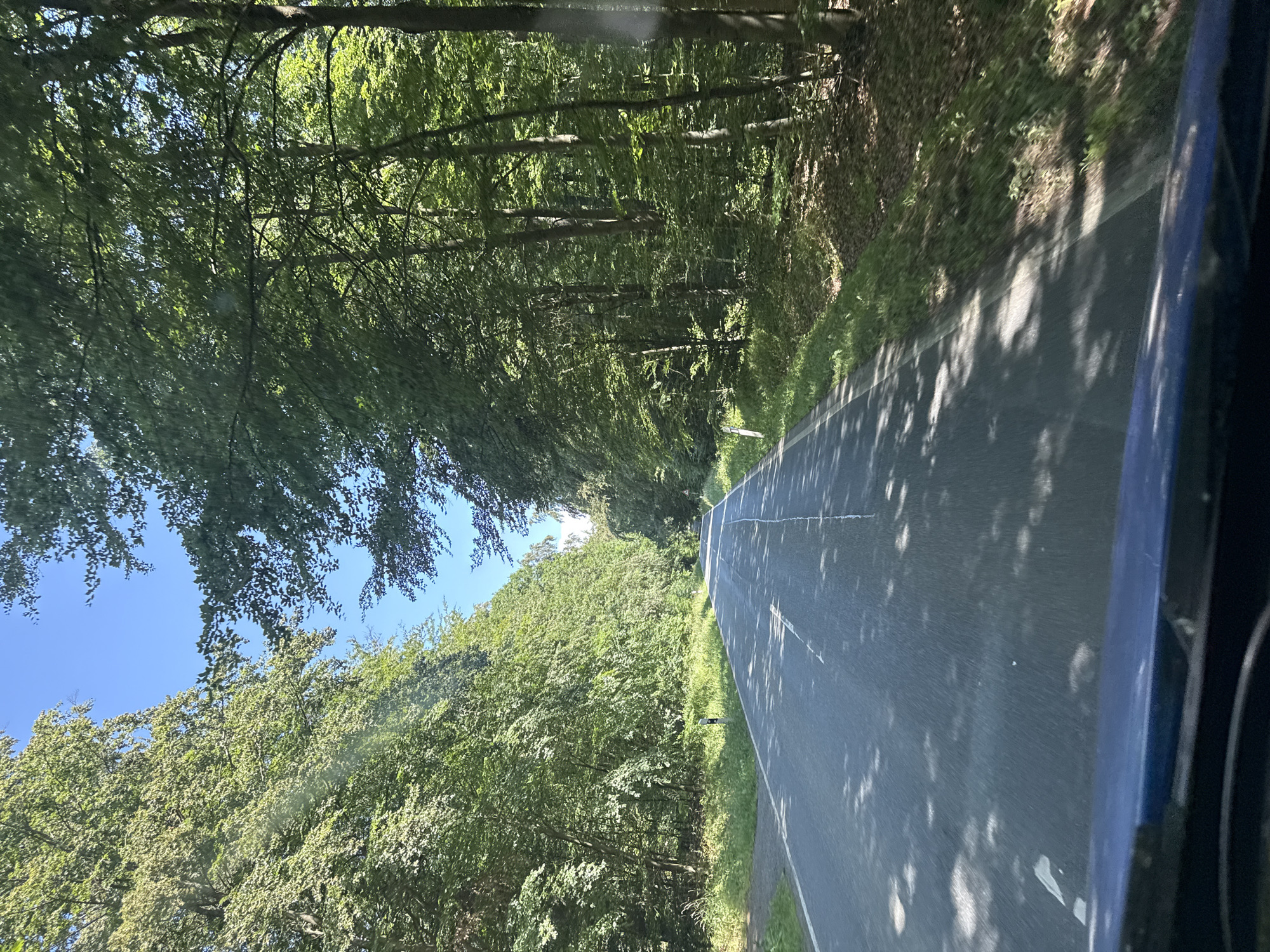 The image shows a view from the perspective of a vehicle driving on a paved road through a dense forest. The road has white dashed lines marking the lanes, and is bordered by lush green grass and trees on both sides. The trees are tall with full canopies, casting dappled shadows on the road. The sky is clear and blue. There are no people or other vehicles visible in the image. The scene suggests a scenic drive through a wooded area, possibly in the countryside. The specific location in the city of Niederwetz, Germany, is not discernible from the visual content of the image alone; it would require external information or context to confirm.
