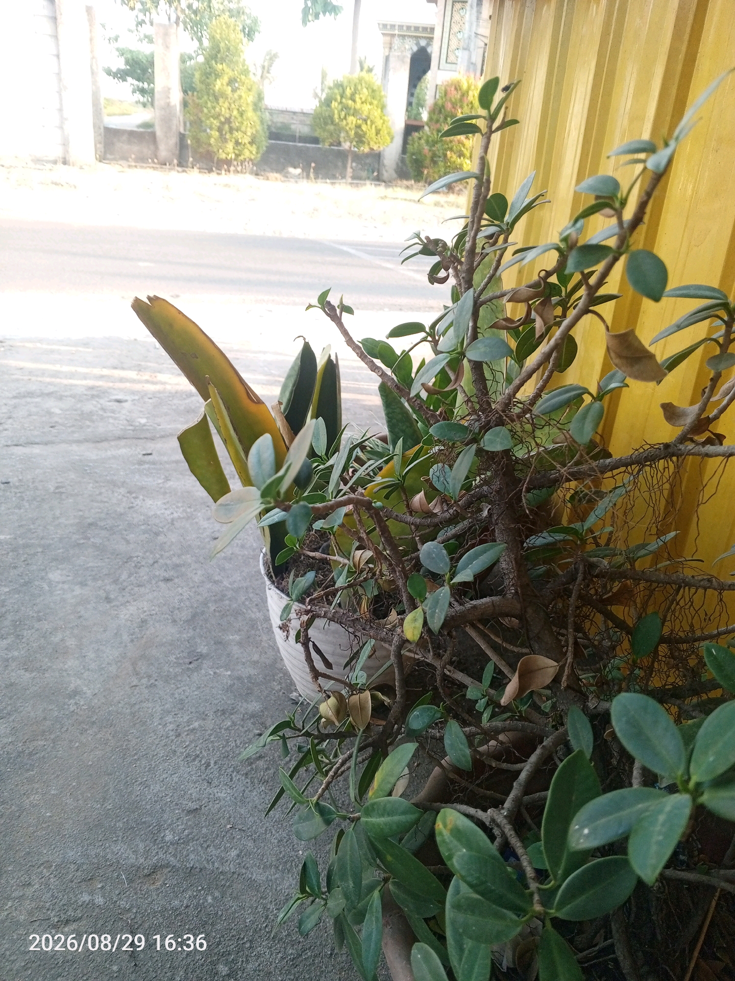 This is a close-up, eye-level, outdoor, medium shot of a potted plant in Wedoroanom, Indonesia. The plant, which appears to be a bonsai with dense, leafy branches, is in the foreground, partially obscuring the view of a bright yellow corrugated metal fence behind it. The plant's pot is white and sits on a gray concrete surface. To the left of the plant, there are several long, yellow-green leaves emerging from the pot. In the background, a paved road is visible, bordered by green trees and a building with white architectural elements. The image is timestamped "2026/08/29 16:36".