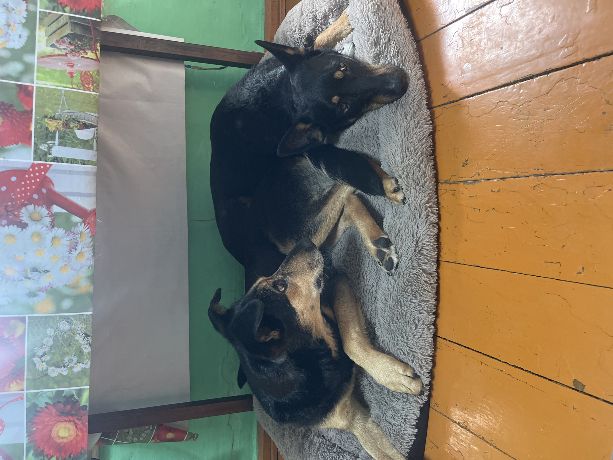 Two medium-sized, short-haired dogs are resting on a light gray, oval-shaped dog bed. The dogs appear to be a black and tan breed. One dog is predominantly black, with tan markings on its face and legs, and it is looking upwards. The other dog is lying on top of the first dog, with its head resting. The dog bed is situated on an orange-painted wooden floor. Behind the dogs is a wall painted light green with a collage of floral images and a neutral-colored backdrop. The scene appears to be indoors. There is no visible evidence to confirm the location as Nizhny Tagil, Russia.