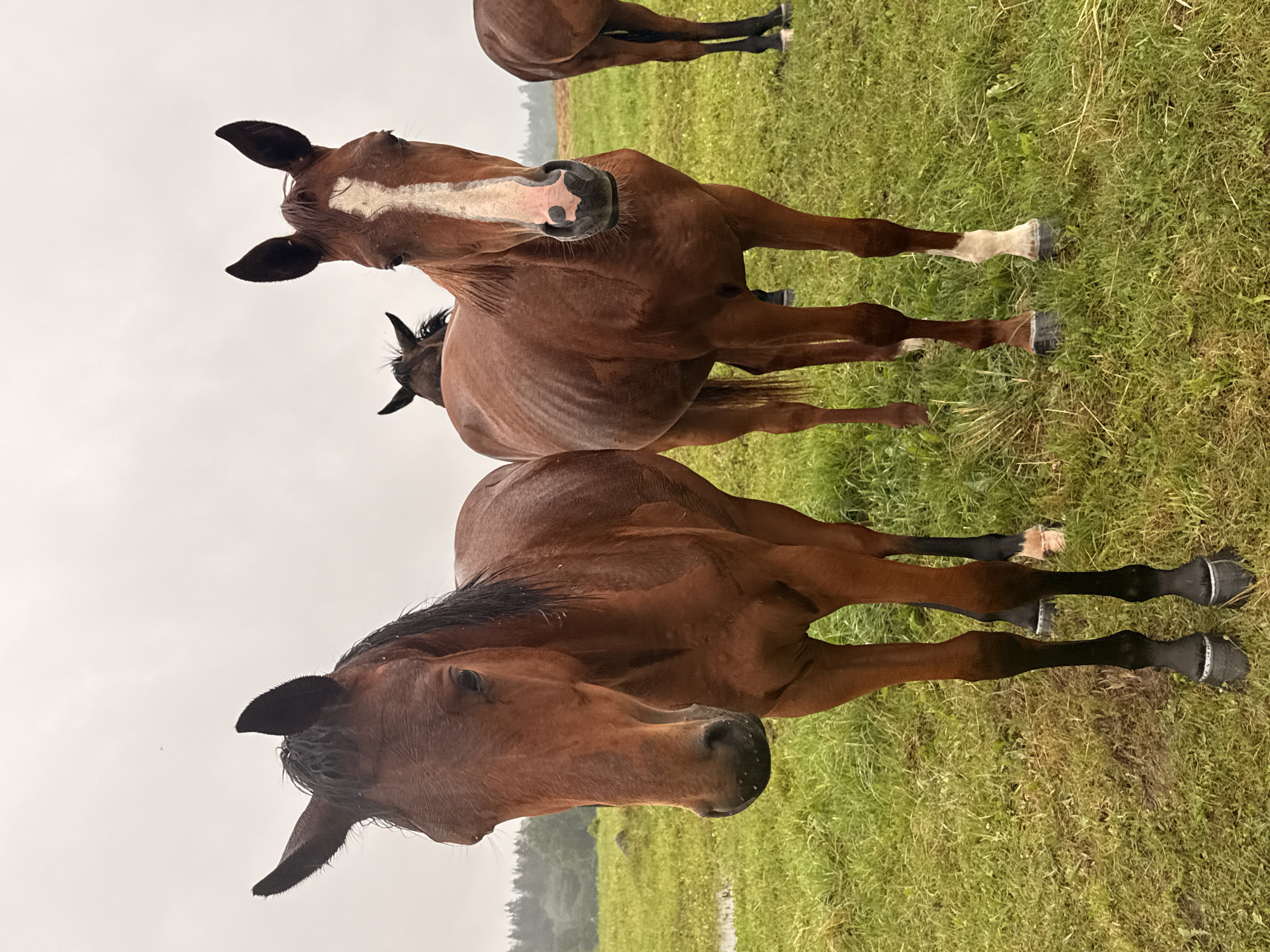 In a grassy field, two brown horses stand facing forward. The horse on the left has its head tilted slightly down, while the horse on the right has a white blaze on its face. Their coats appear wet. The background shows a line of trees under an overcast sky. The location is a rural area, likely in or near Galinė, Lithuania.