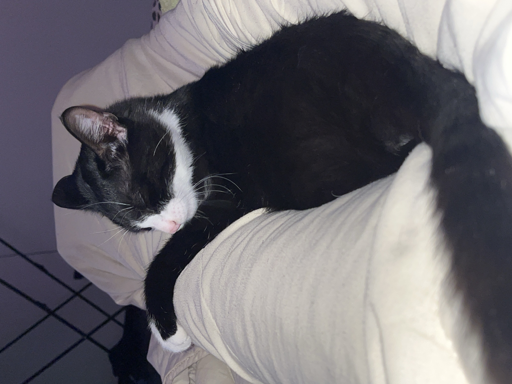 A black and white cat is sleeping on a person's lap. The cat is mostly black with a white chest, muzzle, and paws. The person is wearing light-colored clothing. The background is dark. The location is unknown, and there is no indication it is in Saint Petersburg, Russia.