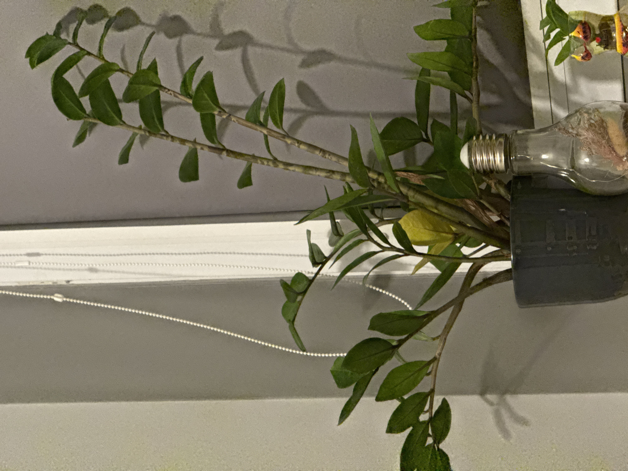 The image depicts an indoor scene, likely a room in a residential setting. A potted plant with green leaves and brown stems is the central focus. The plant is in a dark gray pot. To the right of the plant, a clear glass lightbulb-shaped object contains dried plant matter and fairy lights. Further to the right, a small decorative item, possibly a souvenir from Thailand, is visible. The background consists of a gray wall and a white vertical blind with a beaded pull cord. The lighting suggests an indoor environment, possibly at dusk or night, casting shadows from the plant onto the wall. There are no people or animals present. The scene is static and appears to be a still life arrangement. There is no information to suggest the location is in Łódź, Poland.
