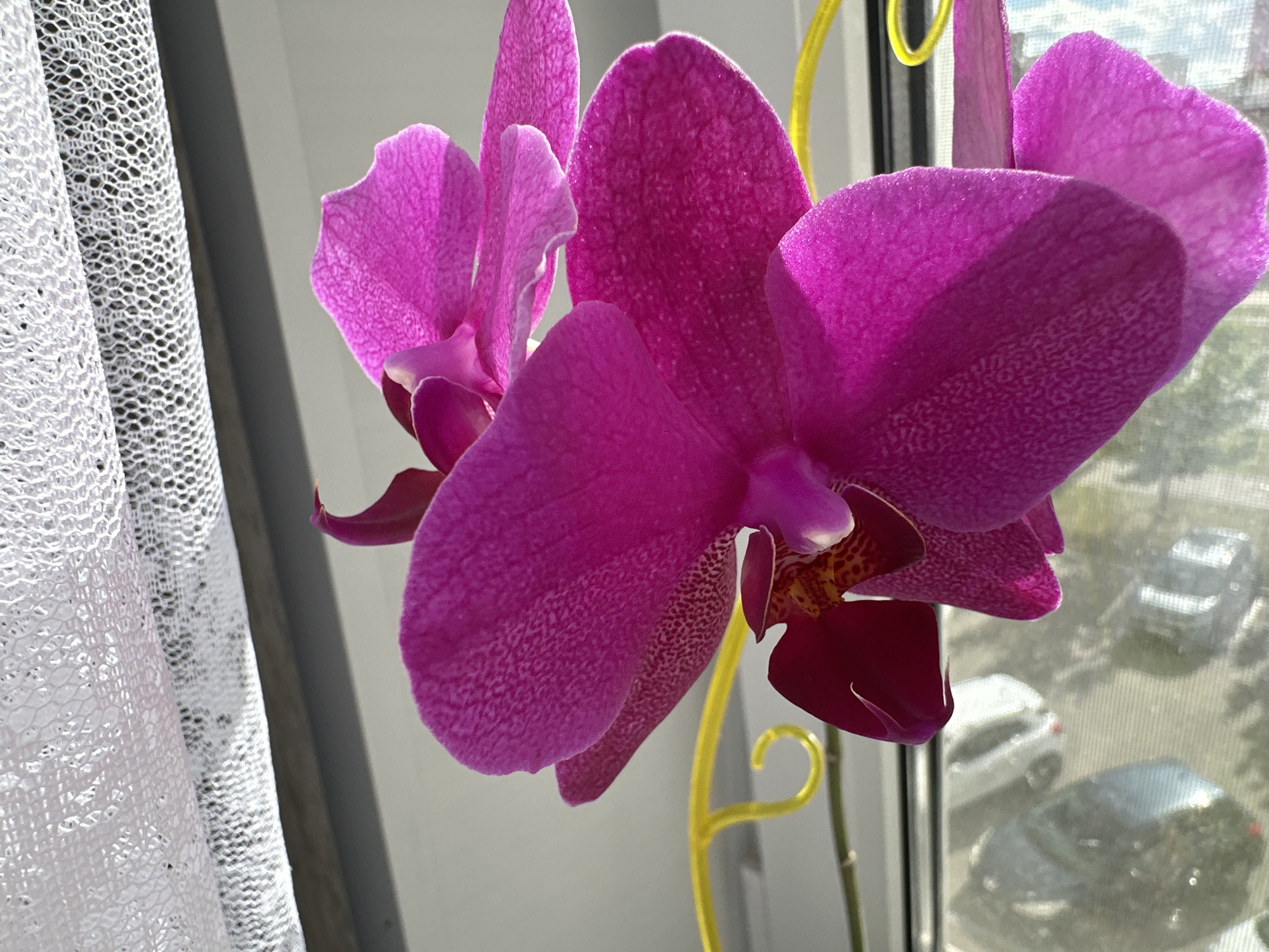 A close-up, eye-level, outdoor shot captures a cluster of vibrant pink orchid blossoms. The orchids are the primary subject, with their delicate petals, speckled patterns, and deep magenta hues dominating the foreground. A thin, yellow orchid support stake curves upwards behind the flowers. To the left, a white, lace-like curtain is partially visible, suggesting an indoor setting near a window. Through the window, out of focus, are reflections and views of cars and trees, indicating an urban environment. The lighting suggests a bright day, possibly late morning or early afternoon, casting subtle shadows and highlighting the textures of the orchid petals. The scene is devoid of any human presence. The overall composition is focused on the botanical subject with a blurred urban backdrop. The metadata does not provide specific details about the location within Podolsk, Russia, or the date and time of the photograph.