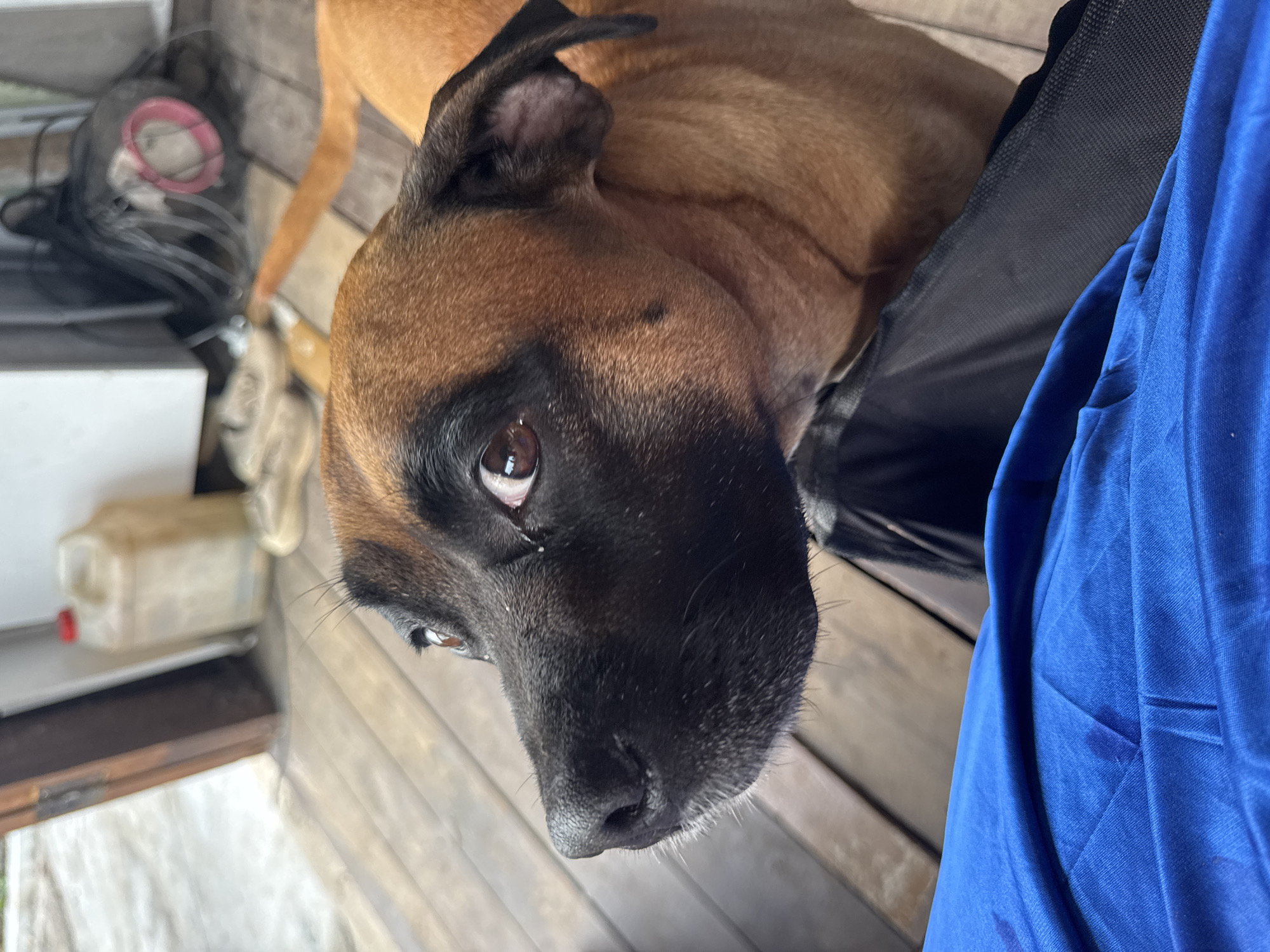 The image shows a close-up of a tan and black dog's head. The dog has brown eyes and is looking up and to the left. Its nose is black and wet. The dog is in an outdoor setting with wooden floorboards visible in the background. There are some blurred objects in the background, including what appears to be a plastic container and some wires. Part of a blue fabric object is in the foreground, obscuring the lower portion of the dog and its surroundings. The scene does not provide any specific visual cues to determine its location in the city of Chaikovsky, Russia.