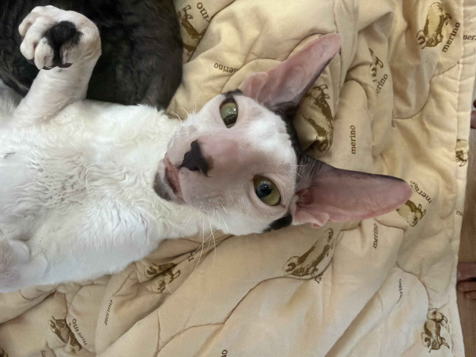 A white cat with black markings on its face and paws is lying on its back on a beige blanket. The cat has large, expressive green eyes and prominent ears. The blanket has a repeating pattern of sheep and the word "merino" printed on it. Another dark-colored cat is partially visible behind the white cat. The scene appears to be indoors. The image does not contain any information that would allow for determining its location in Yekaterinburg, Russia.