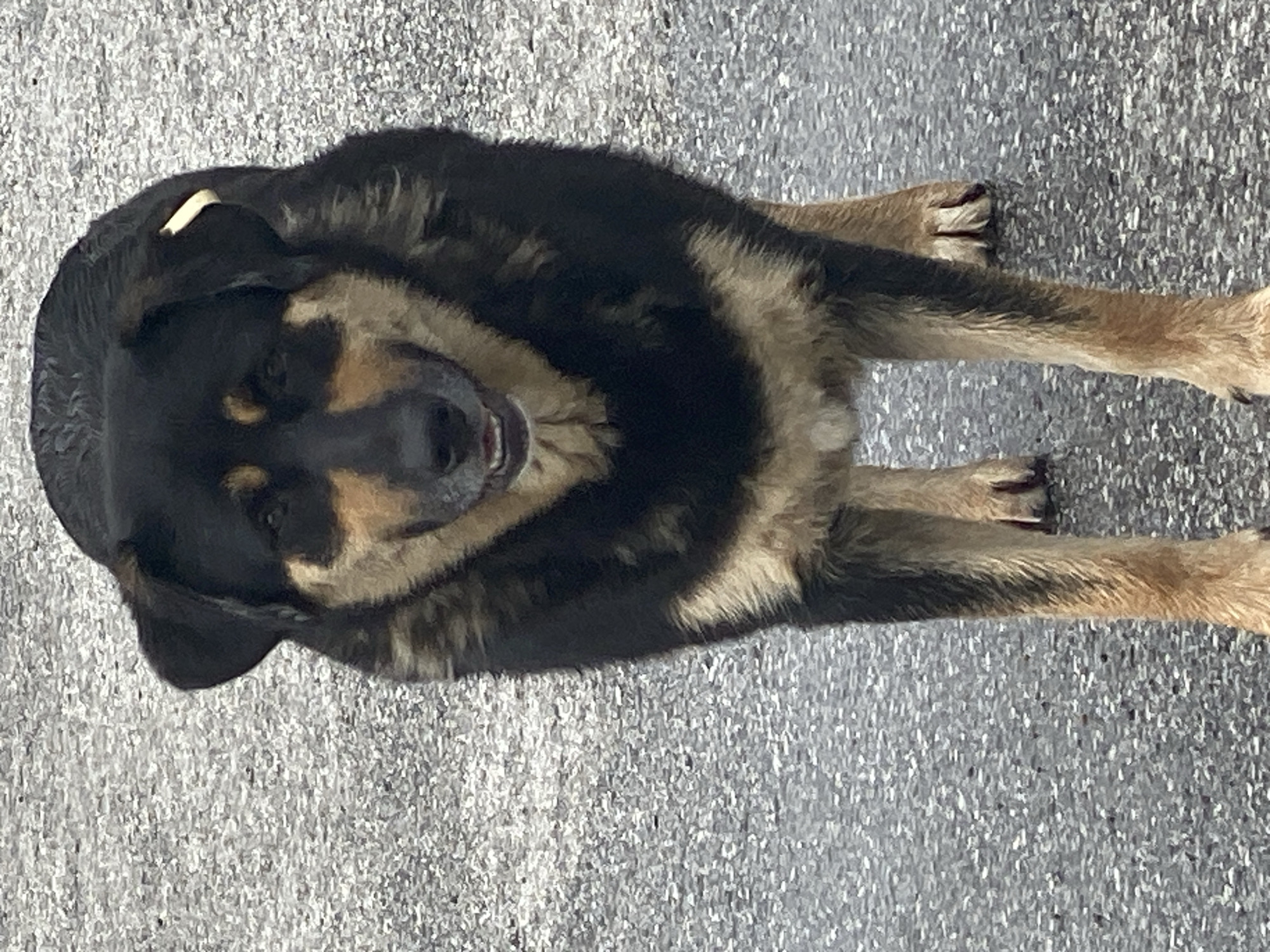 A medium-sized dog with black and tan fur stands on a gray asphalt surface. The dog is facing the camera, with its mouth slightly open, revealing its tongue. A light-colored tag is visible on its left ear. The background is a grainy texture of asphalt. The image does not contain any specific elements that would allow for the identification of its location within the city of Novokuznetsk, Russia.