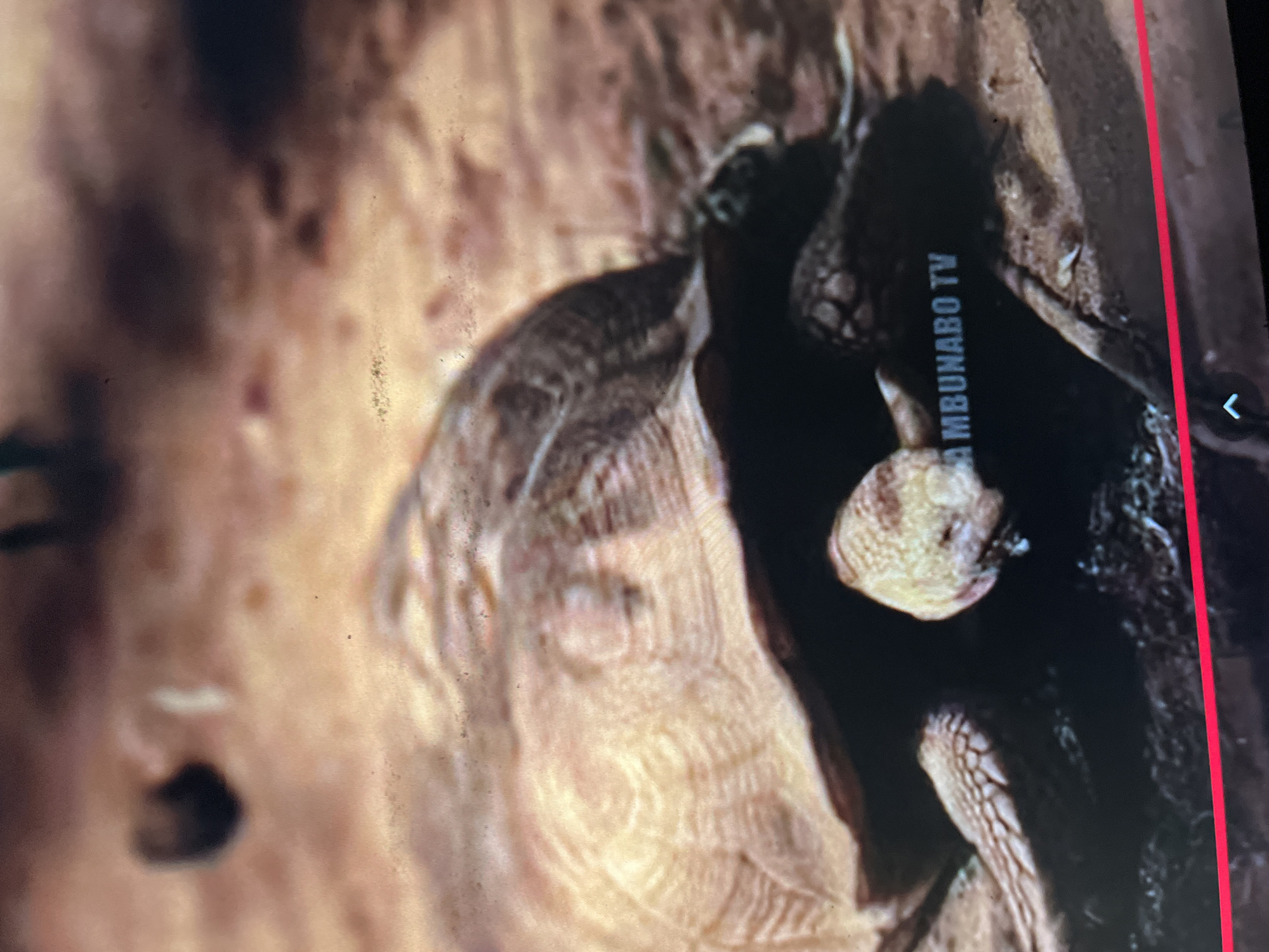 This image is a rotated screenshot from a video or television screen, primarily featuring an animal and a blurred human form within a natural, textured environment.
The main subject is a tortoise or turtle, visible in the upper right area of the rotated frame, appearing to emerge from a dark crevice. Its head, characterized by yellowish, scaly skin, is clearly seen, along with parts of its patterned shell and a leg.
On the left side, a large, very blurred human element is present. It shows light brown skin tones and an indistinct dark opening, possibly a nostril or mouth, suggesting a close-up, out-of-focus perspective of a person.
The background consists of organic, rough textures resembling tree bark or rock. The lighting suggests a natural, daytime setting.
A notable detail is the white text "AMBUNABO TV" oriented vertically on a dark background behind the animal, indicating the source is a media broadcast. Further screen artifacts, such as a thin red vertical line and a white arrow icon on the right edge, reinforce its origin as a photo taken of a screen.
The image does not depict a clear activity beyond the animal being present in its habitat. The provided location context is Abuja, Nigeria, which is consistent with the presence of "AMBUNABO TV," potentially a local broadcast entity, although the image itself lacks specific geographical landmarks. No particular emotions are discernible.