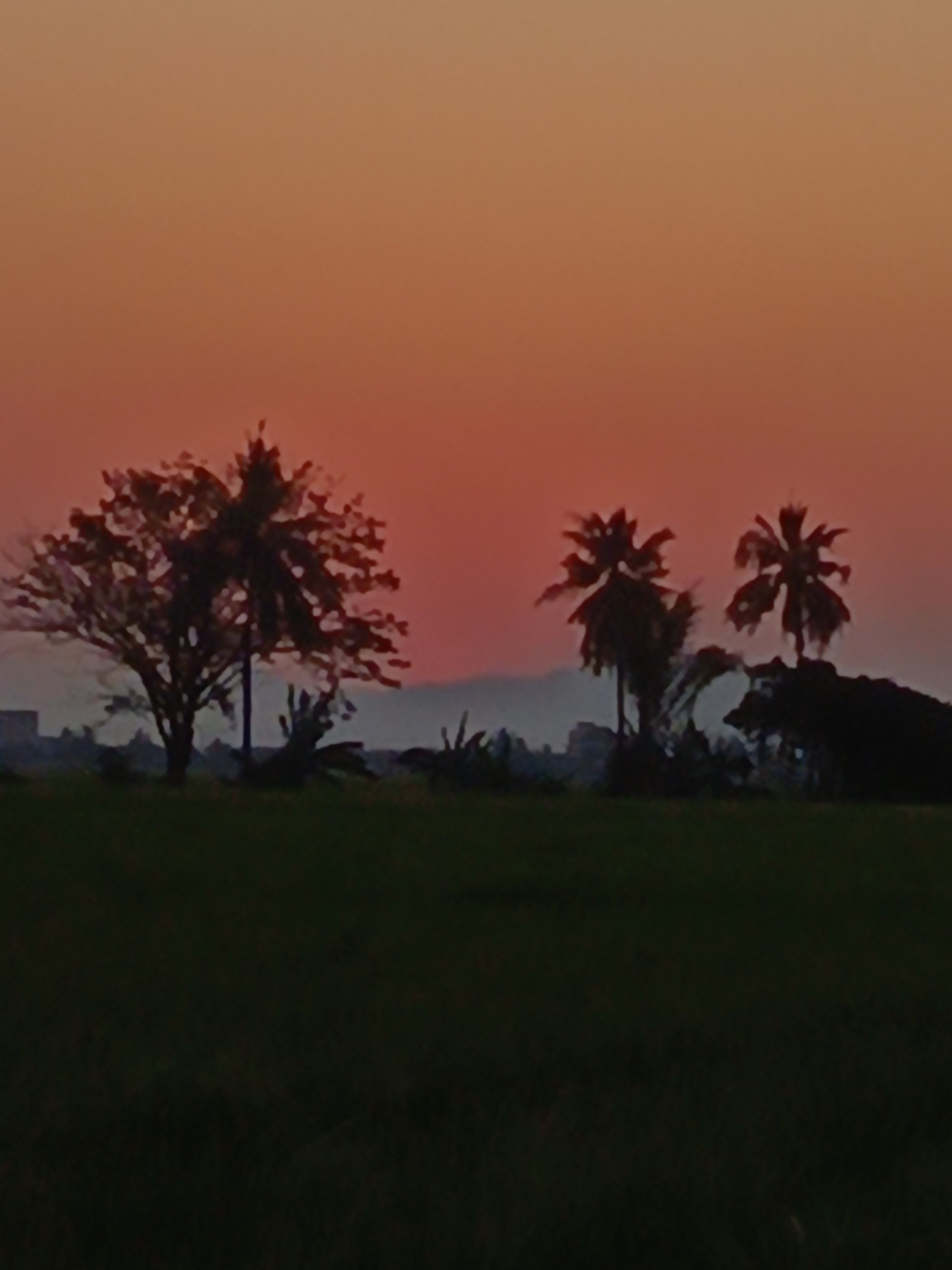 The image depicts a rural or semi-rural landscape at dusk in Pangkajene, Indonesia. The sky is a gradient of warm colors, transitioning from orange at the top to a reddish hue near the horizon, suggesting either sunset or sunrise. Silhouetted against the sky are several trees, including what appear to be coconut palms, and a deciduous tree with sparse foliage. In the background, faint outlines of buildings and possibly hills or mountains are visible. The foreground is dominated by a dark, flat expanse of what is likely a field or rice paddy. The overall impression is one of tranquility and natural beauty.
