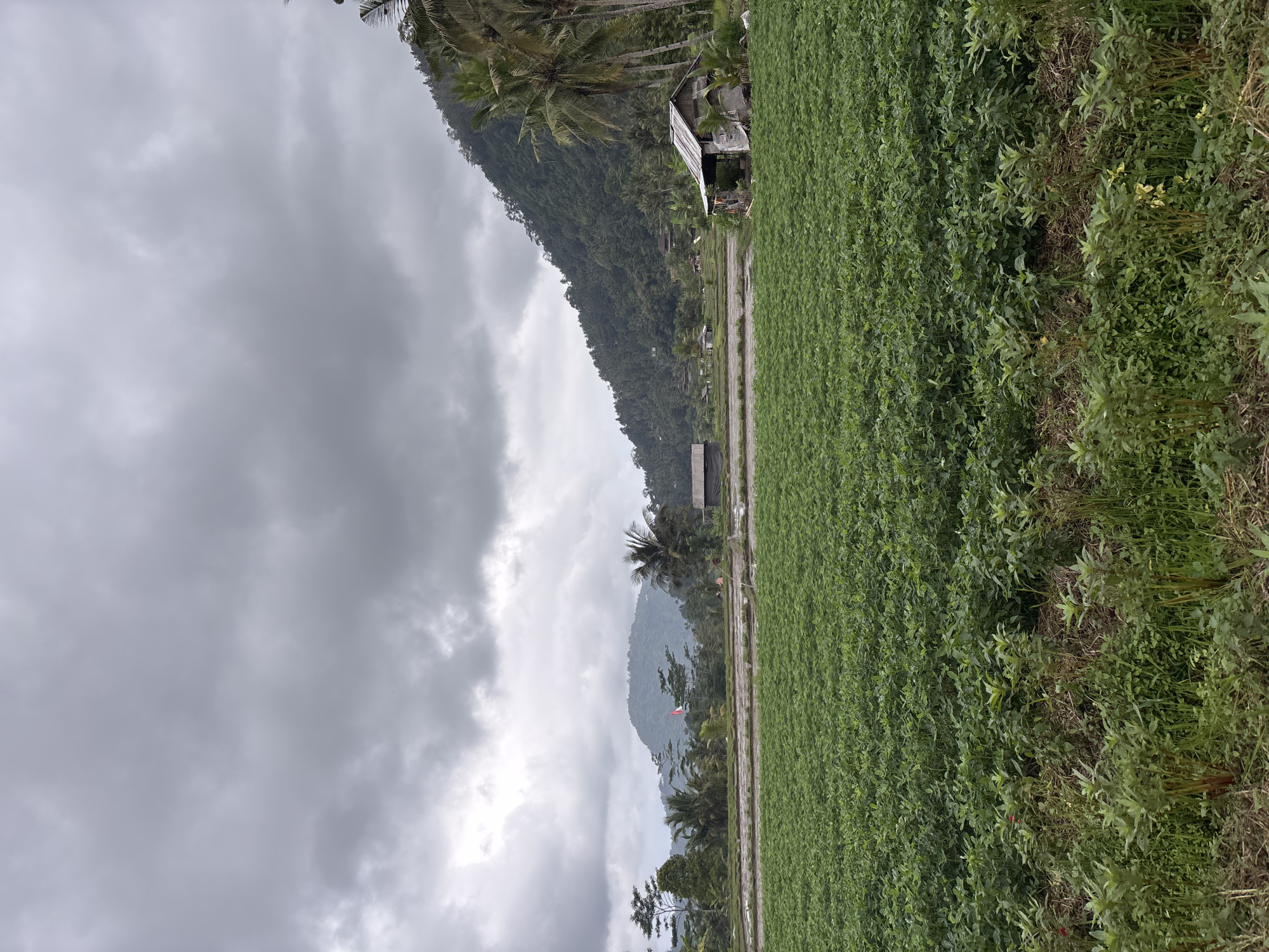 The image depicts a rural landscape in Sidemen, Indonesia, characterized by lush green fields under a cloudy sky. In the foreground, a vast field of dense, low-lying green crops stretches across the frame, suggesting agricultural activity. Beyond this field, a rice paddy or flooded field is visible, reflecting the overcast sky. Further in the background, a small, rustic wooden shack with a corrugated metal roof stands on the right side, hinting at a humble dwelling or storage area. To the left of the shack, a line of palm trees and other tropical vegetation borders the fields. In the mid-ground, a mountain range rises, covered in dense green foliage, with some structures and a flag appearing to be a small Indonesian flag flying on a pole. The sky is dominated by heavy, grey clouds, contributing to a subdued and potentially humid atmosphere. The overall scene conveys a sense of tranquility and the natural beauty of the Indonesian countryside.