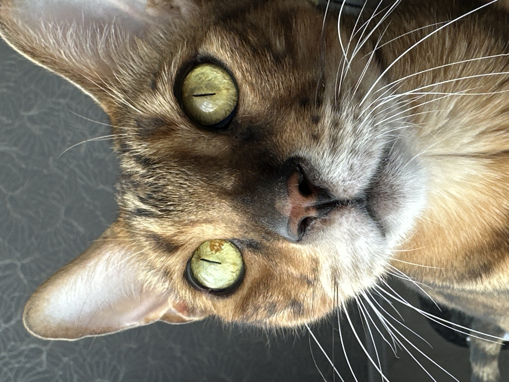 This is a close-up portrait of a Bengal cat. The cat has striking green eyes with black vertical pupils and distinct brown and black markings on its face. Its ears are erect and pointed, and it has long white whiskers. The background is dark and textured, possibly a wall or fabric. There is no information about the city of Energetik, Russia, in this image.