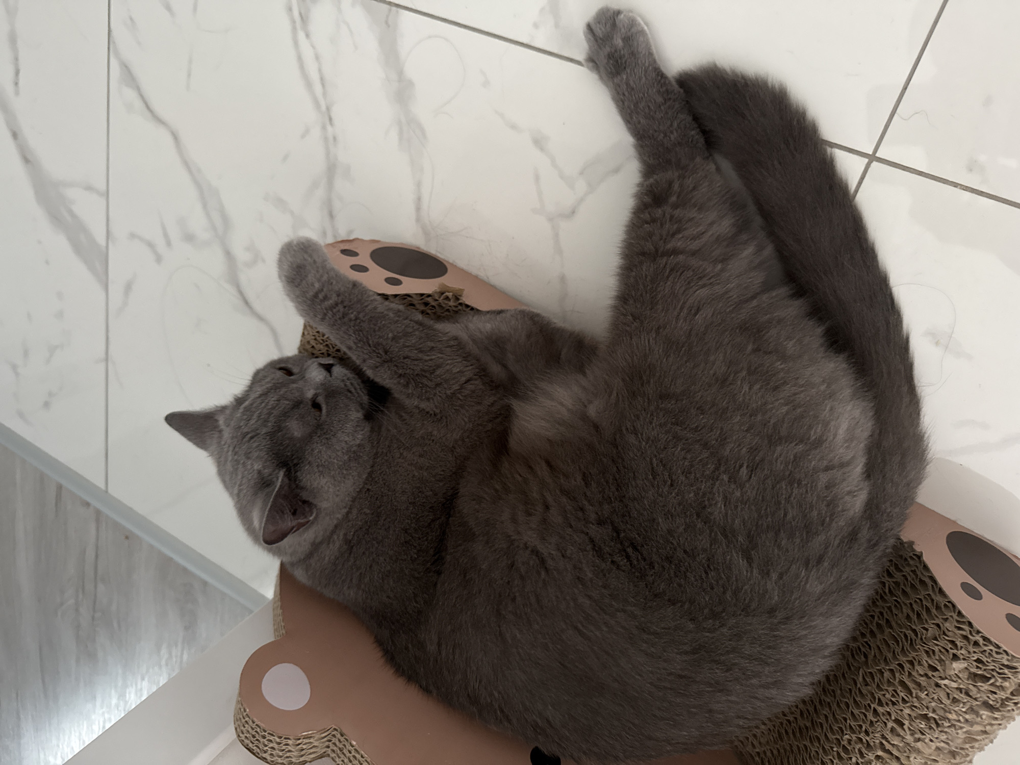 A British Shorthair cat with gray fur is resting on a cardboard scratching post, which is shaped like a bear. The cat is lying on its back with its legs stretched out. Its front paws are near its face, and its tail is curled around its body. The scratching post has paw prints on it. The cat is on a white tiled floor with marble-like patterns. The lighting suggests it is daytime, and the setting appears to be indoors, possibly a home. The cat's eyes are closed, giving it a relaxed or sleepy appearance.