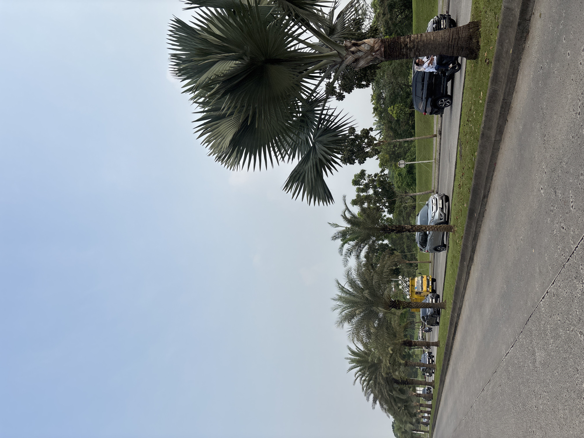 The image depicts a street scene in South Tangerang, Indonesia, characterized by a road lined with palm trees. On the right side of the road, a large palm tree with a thick trunk and fan-shaped fronds stands prominently. Adjacent to it, a black SUV is parked, and a man in a white shirt and dark pants is riding a scooter. Further down the road, a silver SUV is visible. On the left side of the road, a procession of palm trees lines the median. Several vehicles are traveling in the same direction as the camera. These include motorcycles, a dark grey sedan, and a yellow truck with lights and equipment on its flatbed. The road surface appears to be asphalt, with clear lane markings. Beyond the road, there is a grassy embankment and a line of trees and vegetation, suggesting a suburban or park-like environment within the city. The sky is clear and light blue, indicating daylight.