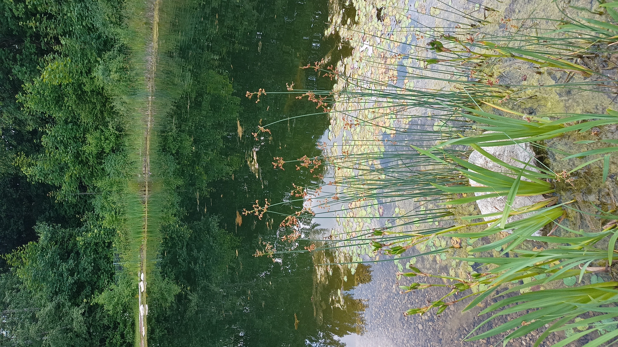 The image depicts a calm pond surrounded by lush green trees. Tall grasses and reeds grow along the edge of the water, with some submerged plants and lily pads visible. The water reflects the trees and the sky, creating a serene natural scene. The photo was taken in Unterhaching, Germany, likely in the area of the Hachinga Arena or a nearby park, given the dense vegetation and the presence of a pond. There are no people or animals visible in the image. The lighting suggests it is daytime, with the sun casting gentle reflections on the water. The overall impression is one of tranquility and natural beauty within a developed area.