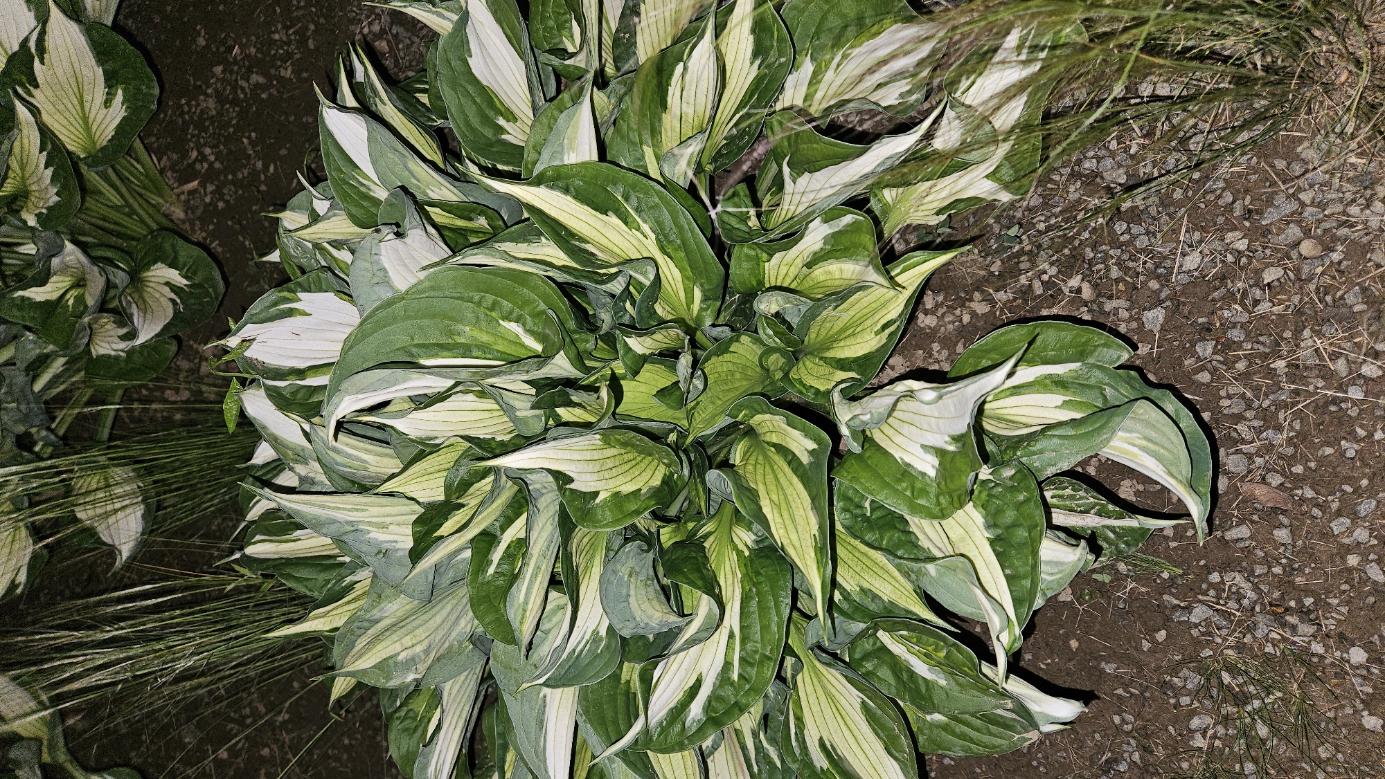 The image shows a close-up, overhead view of a large hosta plant with variegated green and white leaves, situated outdoors on a gravelly surface. Tall, thin green grass or reeds are visible in the background and to the right of the hosta. The lighting suggests it is nighttime or a very dimly lit area, possibly a garden or park. The image does not contain any people or any specific urban or architectural features that would allow for pinpointing a location within the city of Prešov, Slovakia.