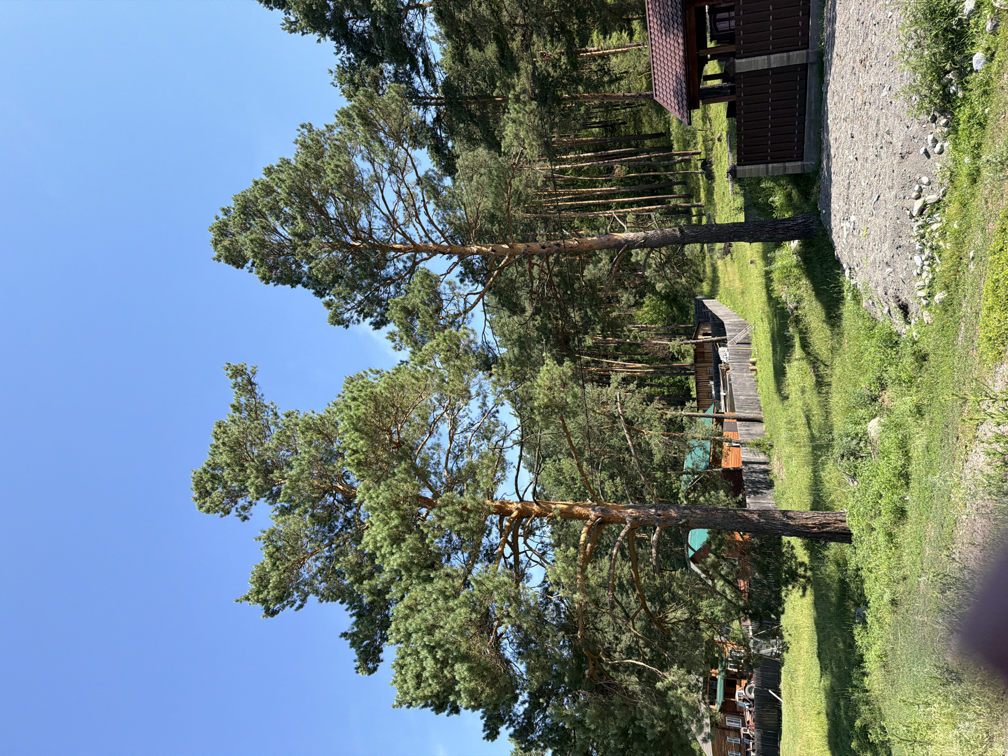 This is a medium-shot, eye-level photograph of a rural scene in Cheposh, Russia, under a clear blue sky. In the foreground, a patch of grey gravel and rocks sits to the right, bordered by green grass and vegetation. To the left of the gravel is a dark brown wooden fence with stone pillars, leading to a small, brown-roofed gazebo-like structure.
The middle ground of the image is dominated by a grassy slope dotted with trees. Two large pine trees with thick, brown trunks and dense green foliage stand prominently in the center and to the left of the frame. Behind these trees, a weathered wooden fence runs horizontally across the scene, separating the grassy area from what appears to be a residential property. On the left side of this fence, a multi-story wooden house with a dark roof and white-trimmed windows is visible, along with a red tractor parked nearby. Further back, more wooden houses with green roofs are nestled among the trees.
The background features a dense forest of tall, slender pine trees covering a hillside. The overall environment suggests a tranquil, nature-rich setting, typical of a dacha or village area. There are no people visible in the image.