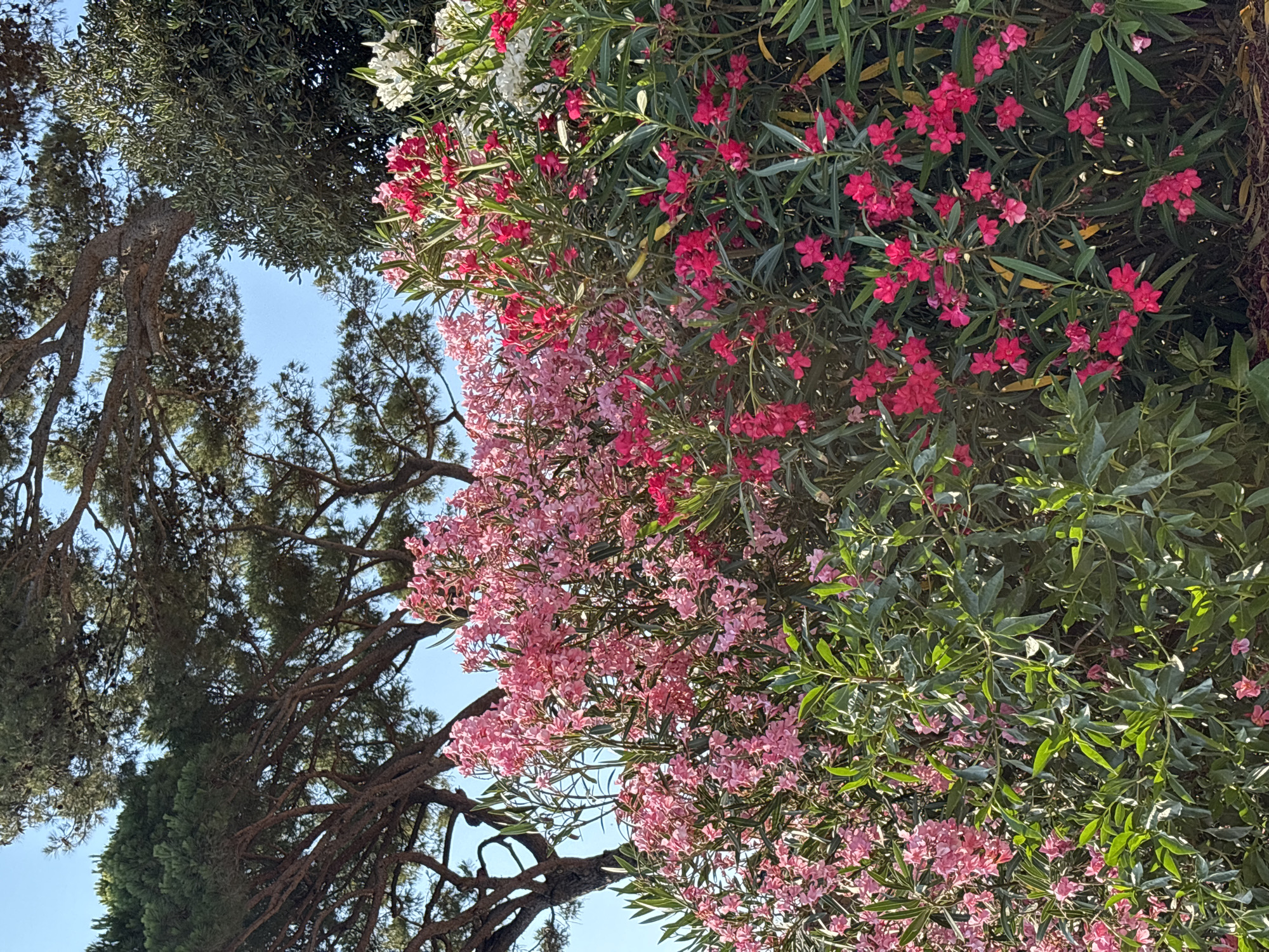 The image depicts a vibrant, sunlit scene of flowering bushes in Calella De Palafrugell, Spain. Large trees with dense foliage, likely pine trees, frame the top portion of the image, with their branches reaching towards a clear blue sky. Below the trees, a profusion of pink and bright fuchsia flowers bloom, interspersed with deep green leaves. The flowers are small and clustered, creating a lush, abundant display. In the background, hints of white flowers can also be seen, adding to the colorful tapestry. The overall impression is one of a flourishing natural landscape, bathed in bright sunlight, characteristic of the Mediterranean coast. There are no people or man-made structures immediately visible, emphasizing the natural beauty of the scene.